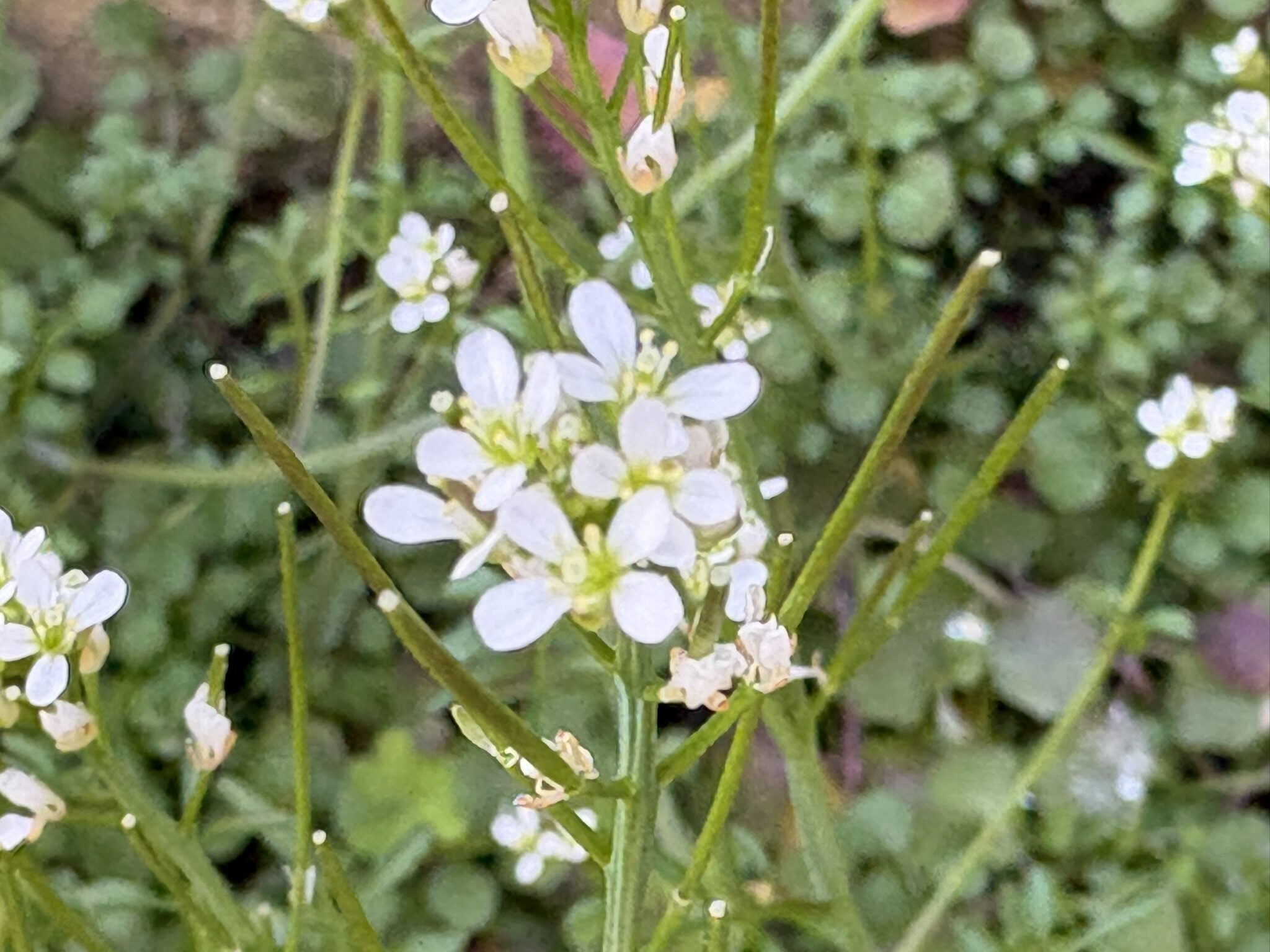 ミチタネツケバナは外来植物 2026-03-01