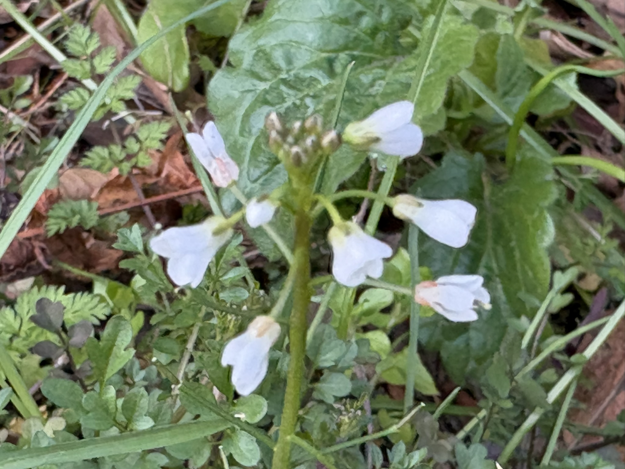 山裾に小さく咲くタネツケバナ 2026-03-01