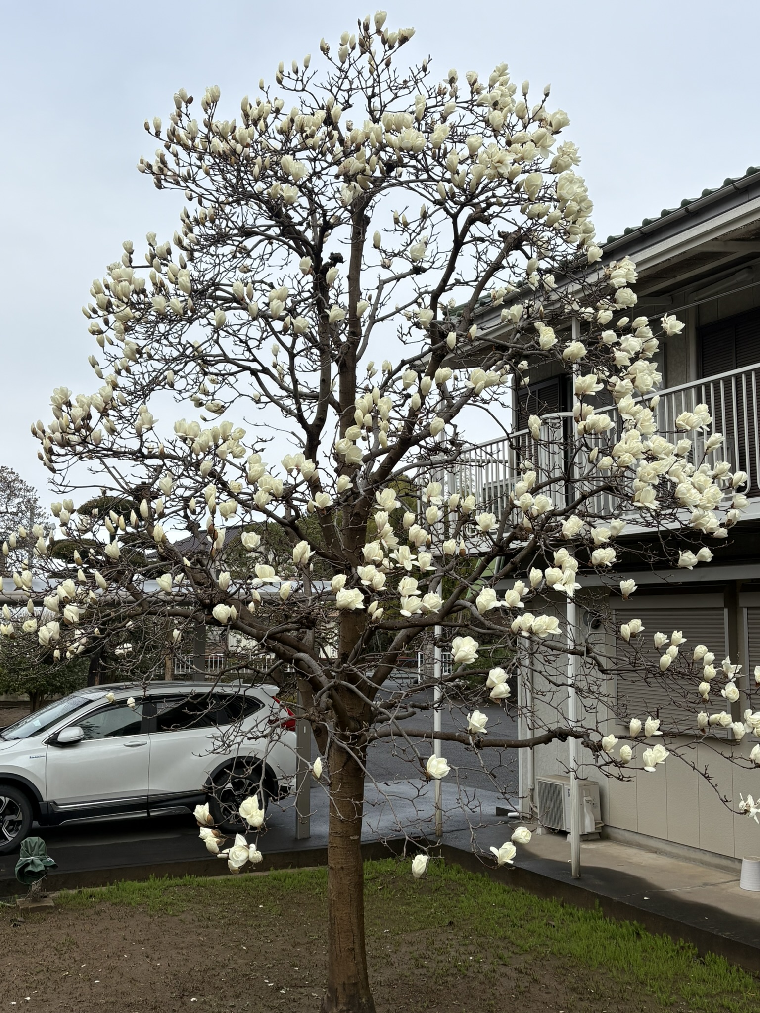 ハクモクレンの名木 凛々しく満開に 2026-03-04