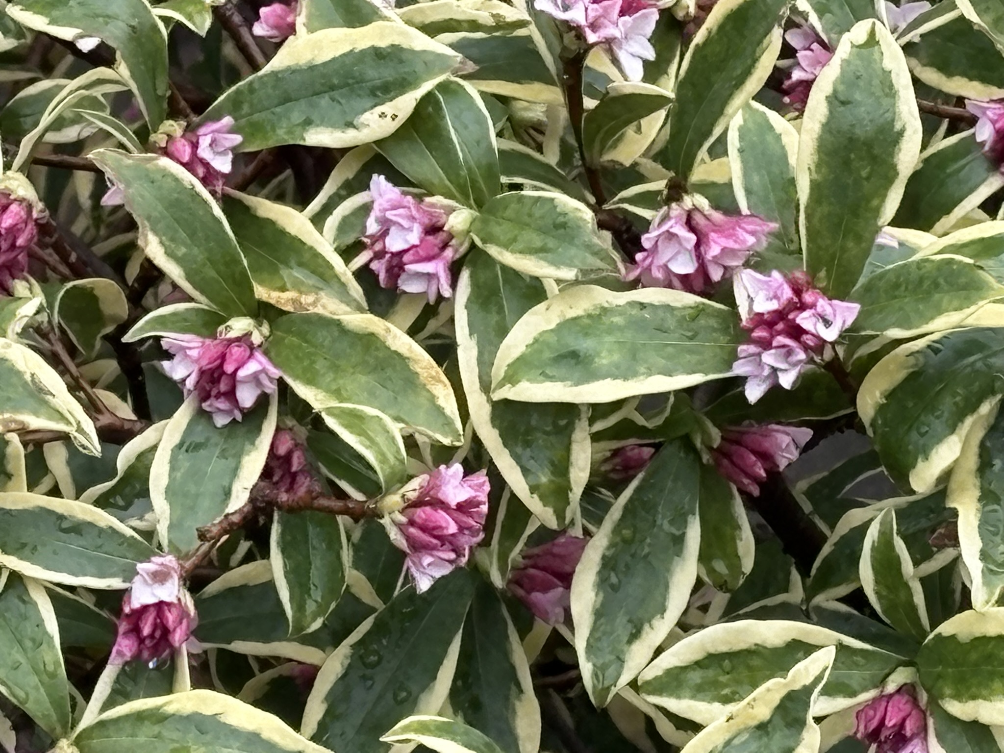 香りから探すのも楽しみなジンチョウゲ 2026-03-04