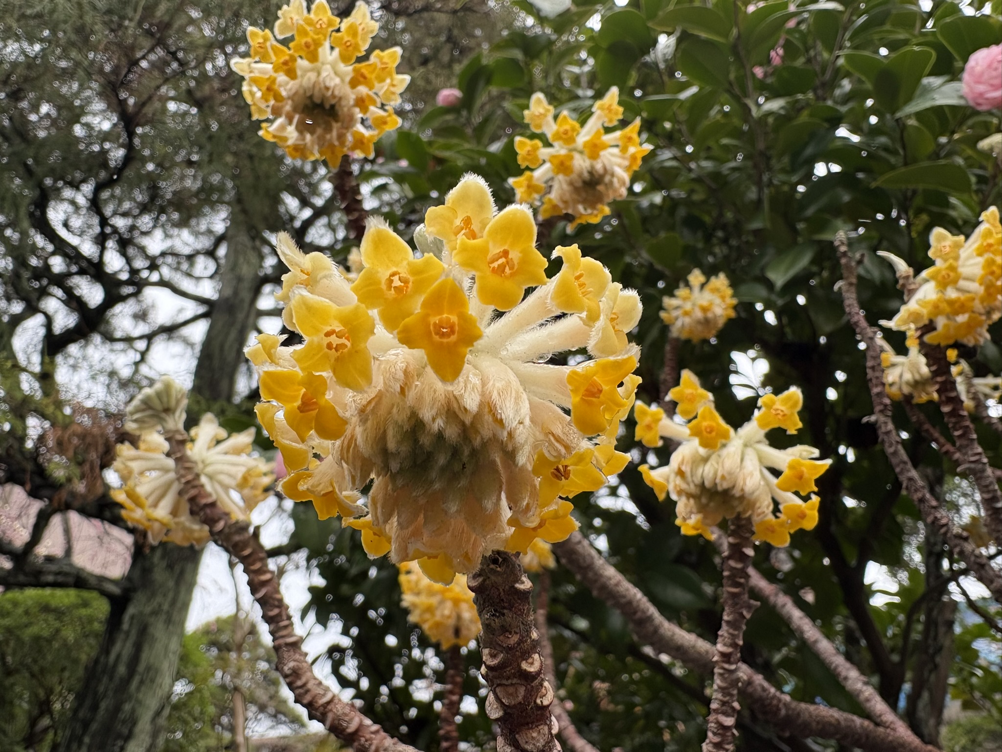 黄金色の大きなミツマタ 2026-03-04