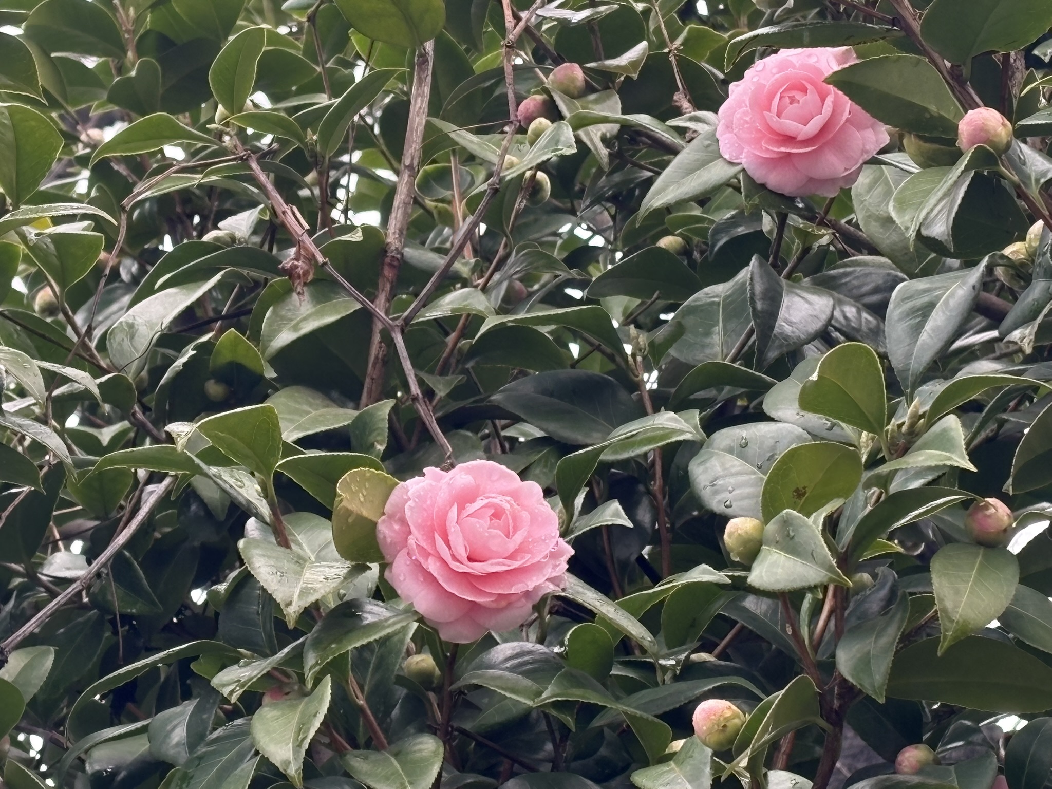 オトメツバキ開花 2026-03-04