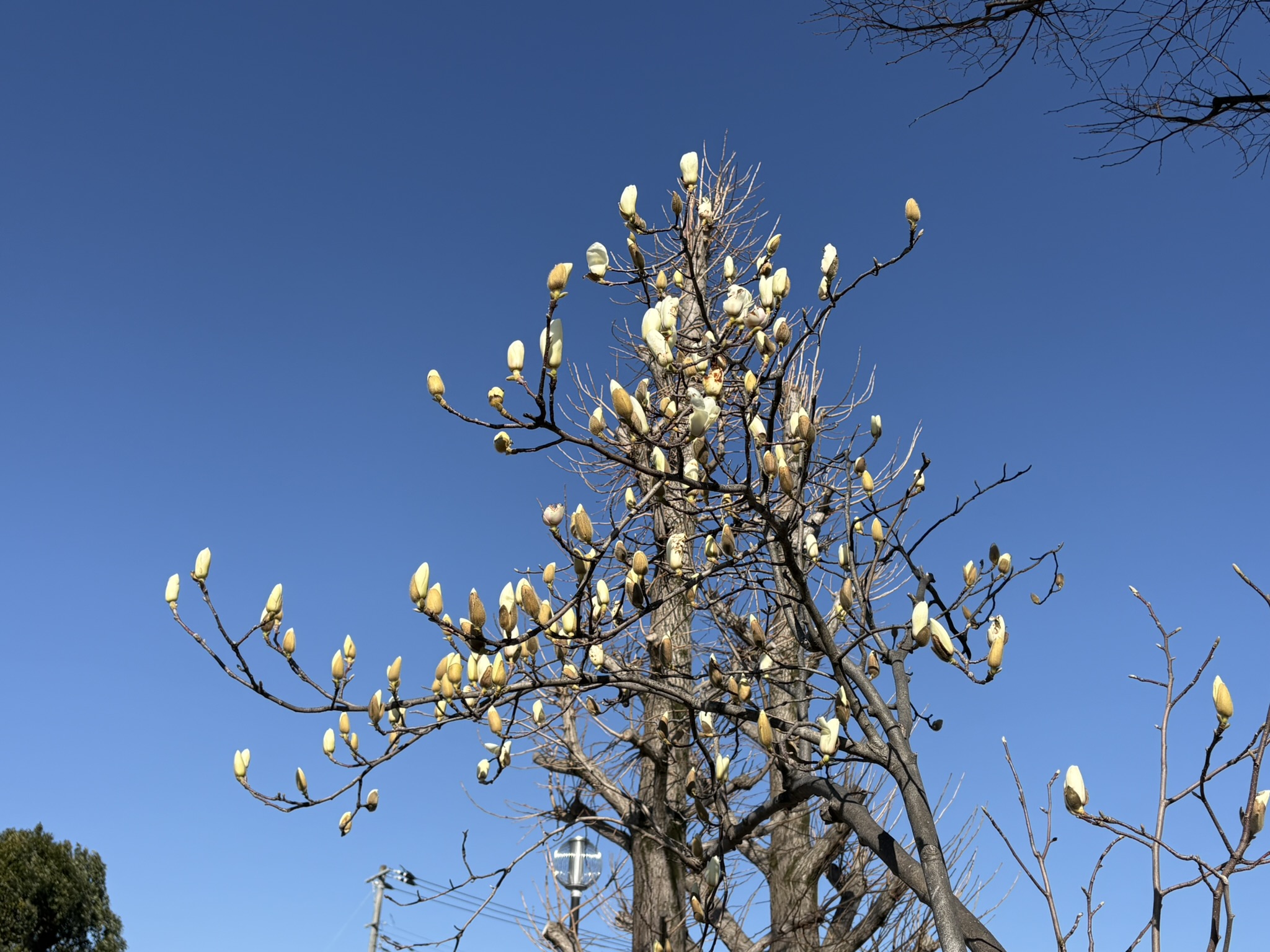 淡雪公園にふさわしいハクモクレン 2026-03-05