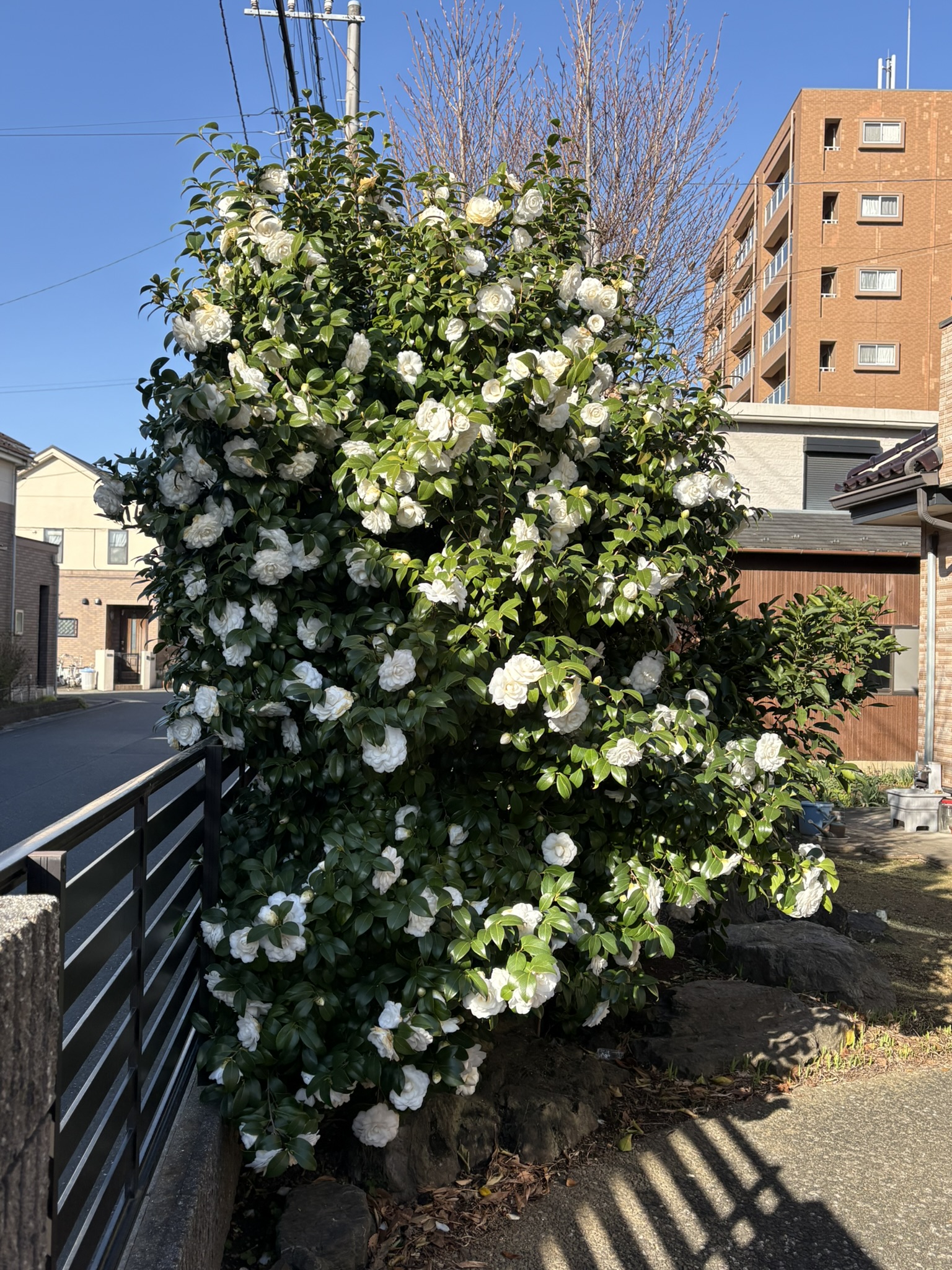 葉との対比が美しい白ツバキ 2026-03-05