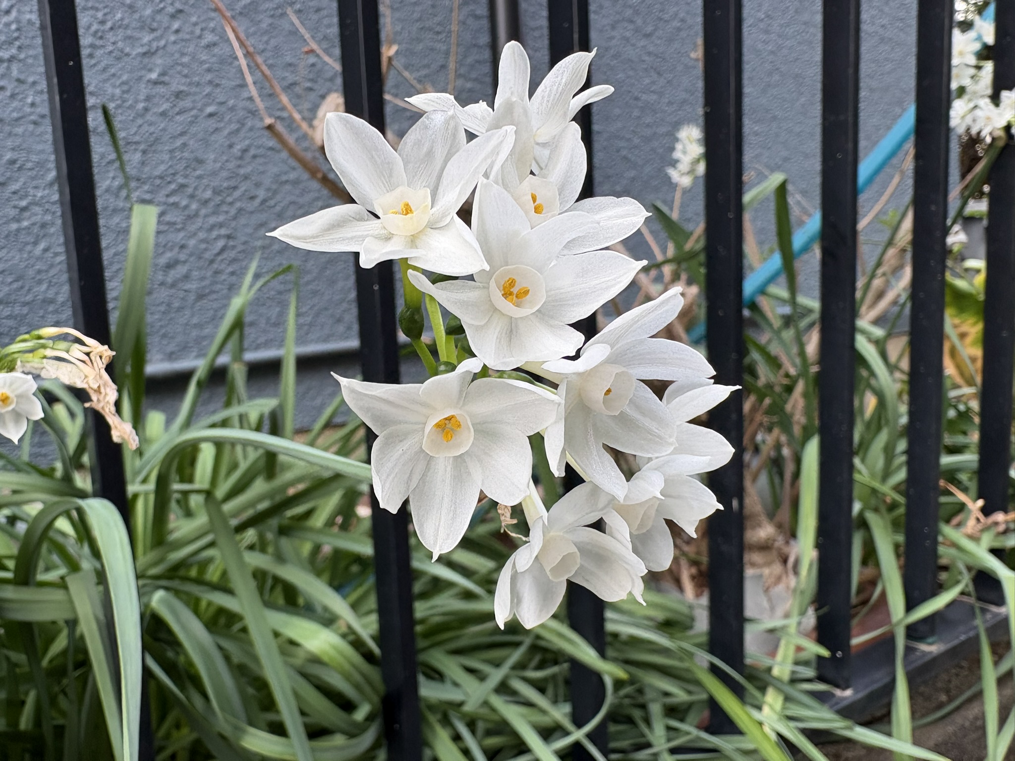 可憐に咲くスイセンペーパーホワイト 2026-03-06