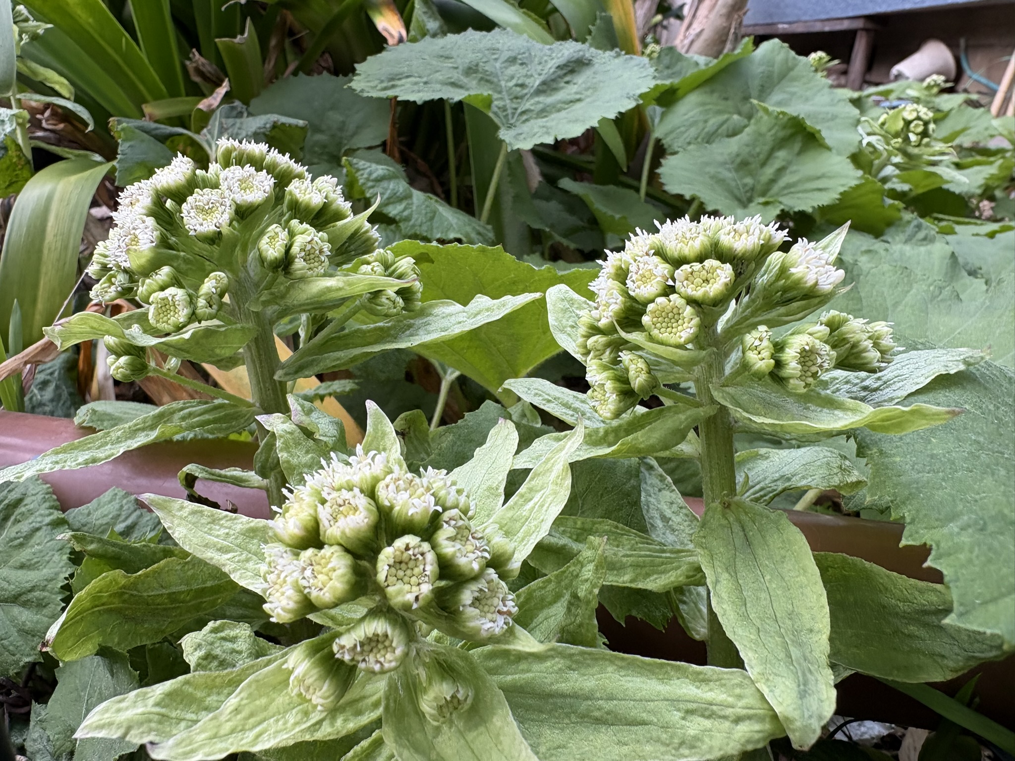 フキノトウ食べるにはもう苦い 2026-03-06