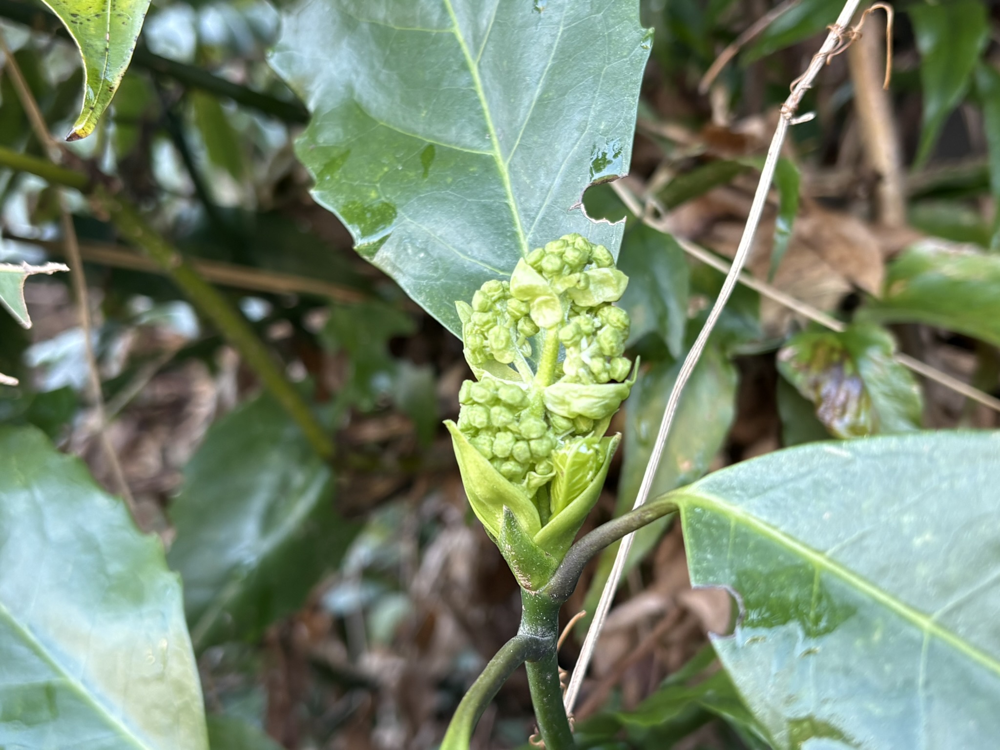 アオキの雄花の蕾 2026-03-07