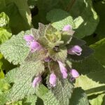 03-07himenoodorikosou