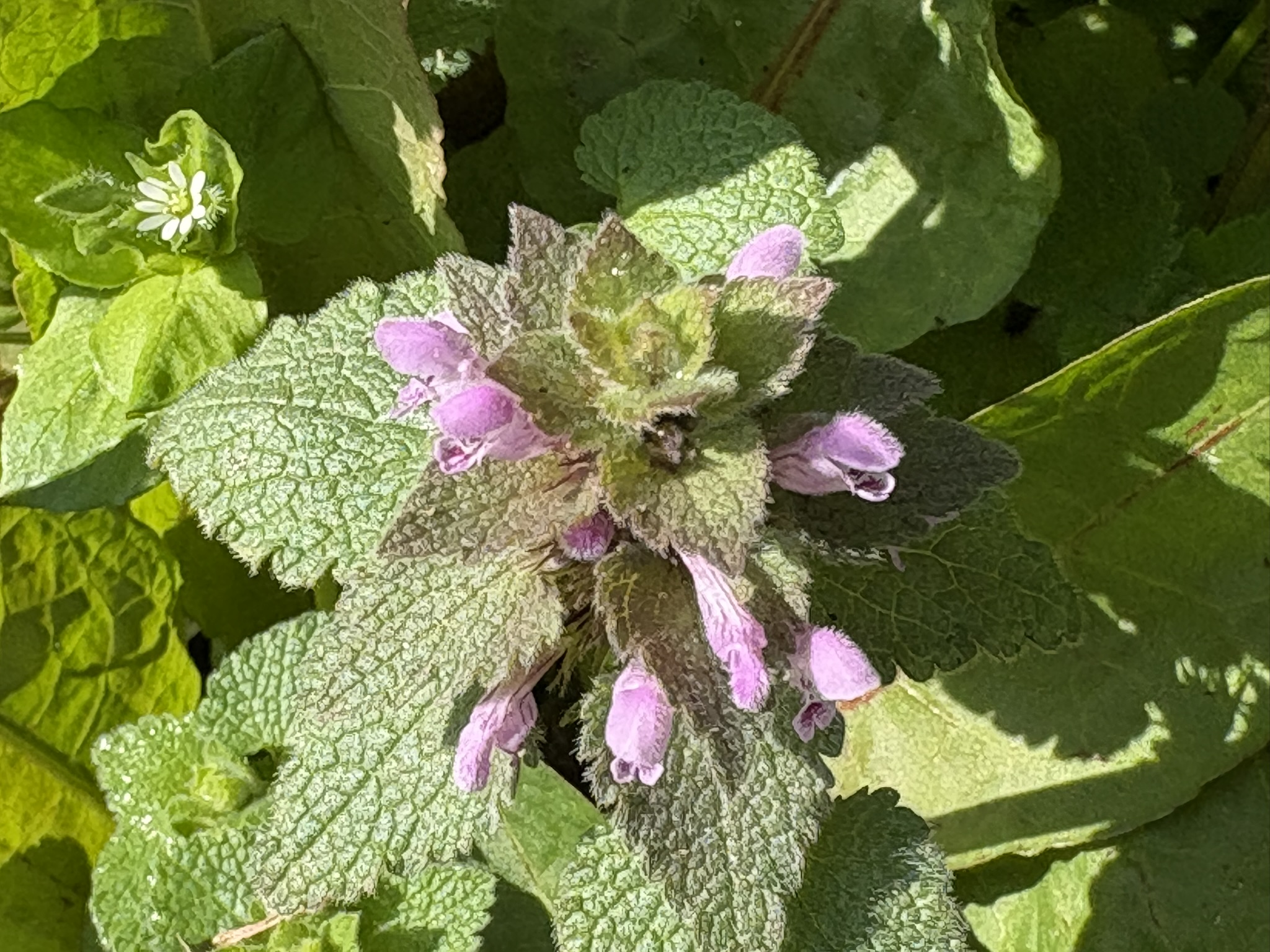 春の訪れを知らせるヒメノオドリコソウ 2026-03-07