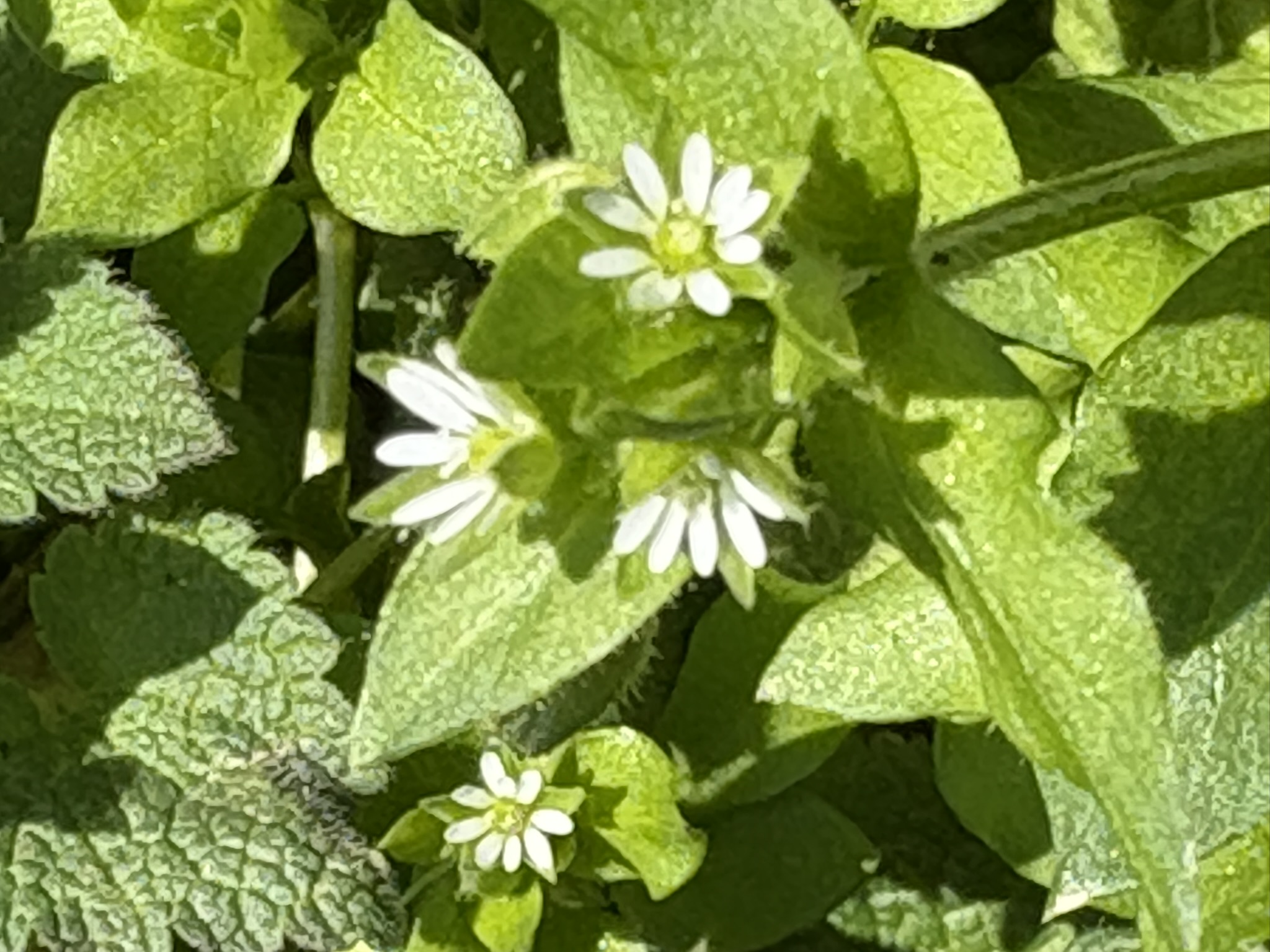 ミドリハコベ 注意して見つけてください 2026-03-07