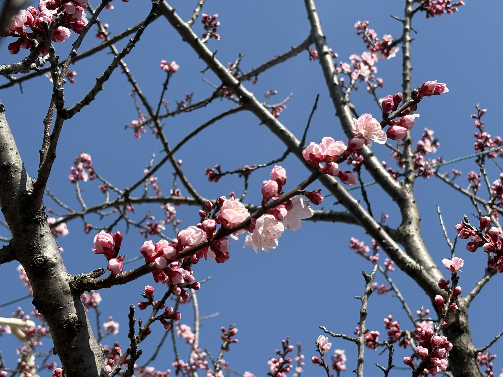 春本番 モモの花も咲き始めました 2026-03-07