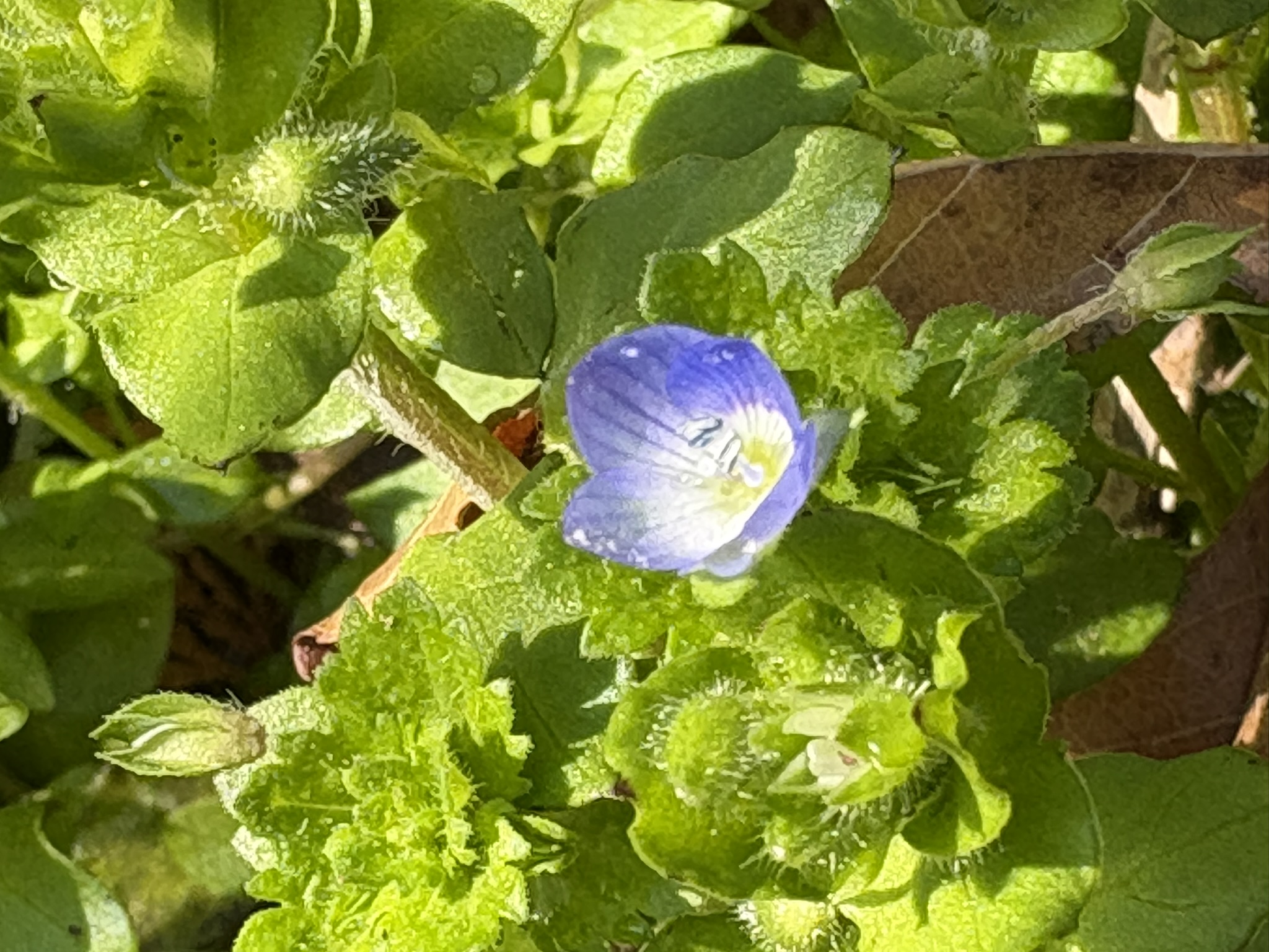 オオイヌノフグリが咲き始めました 2026-03-07