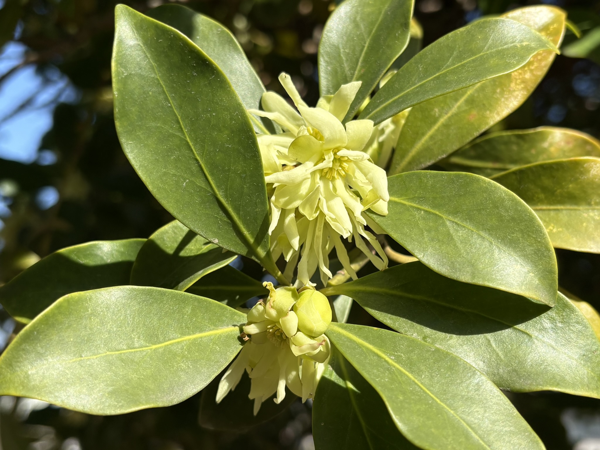 葉も花も清々しいシキミ 2026-03-07