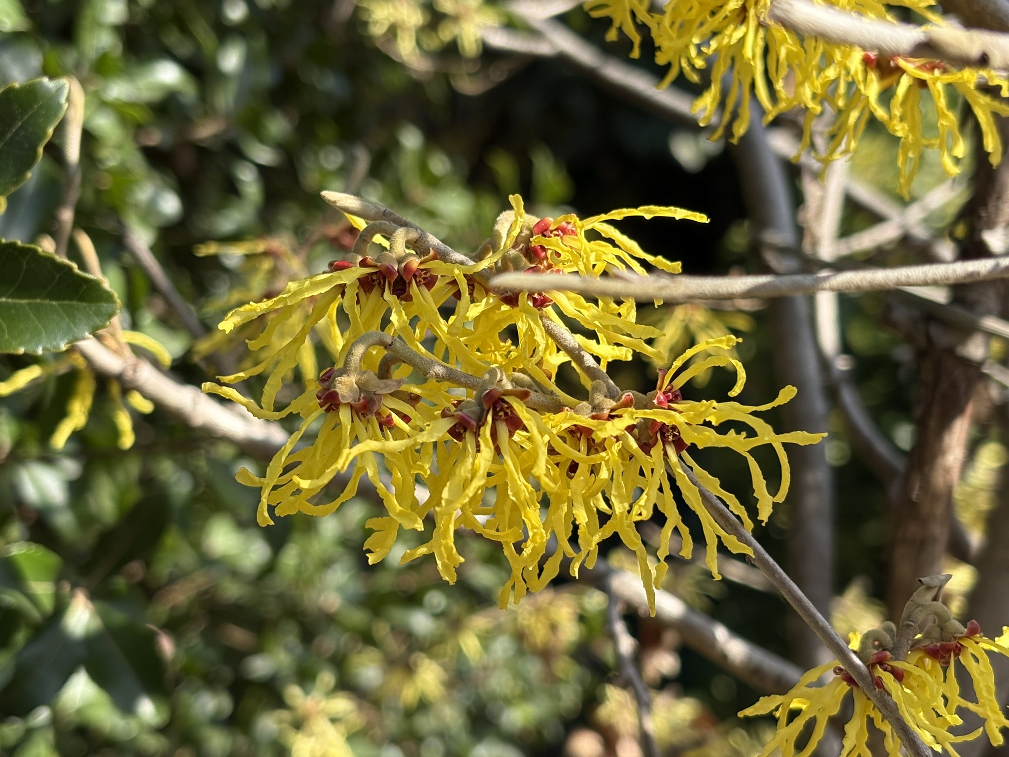 大き目で黄色が濃いのが特徴シナマンサク 2026-03-07