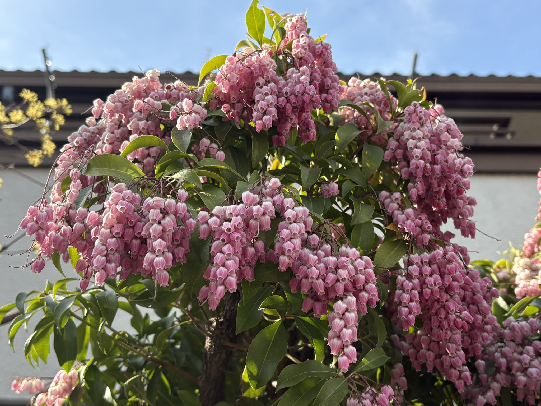 馬を酔わせる木 アセビ 2026-03-09