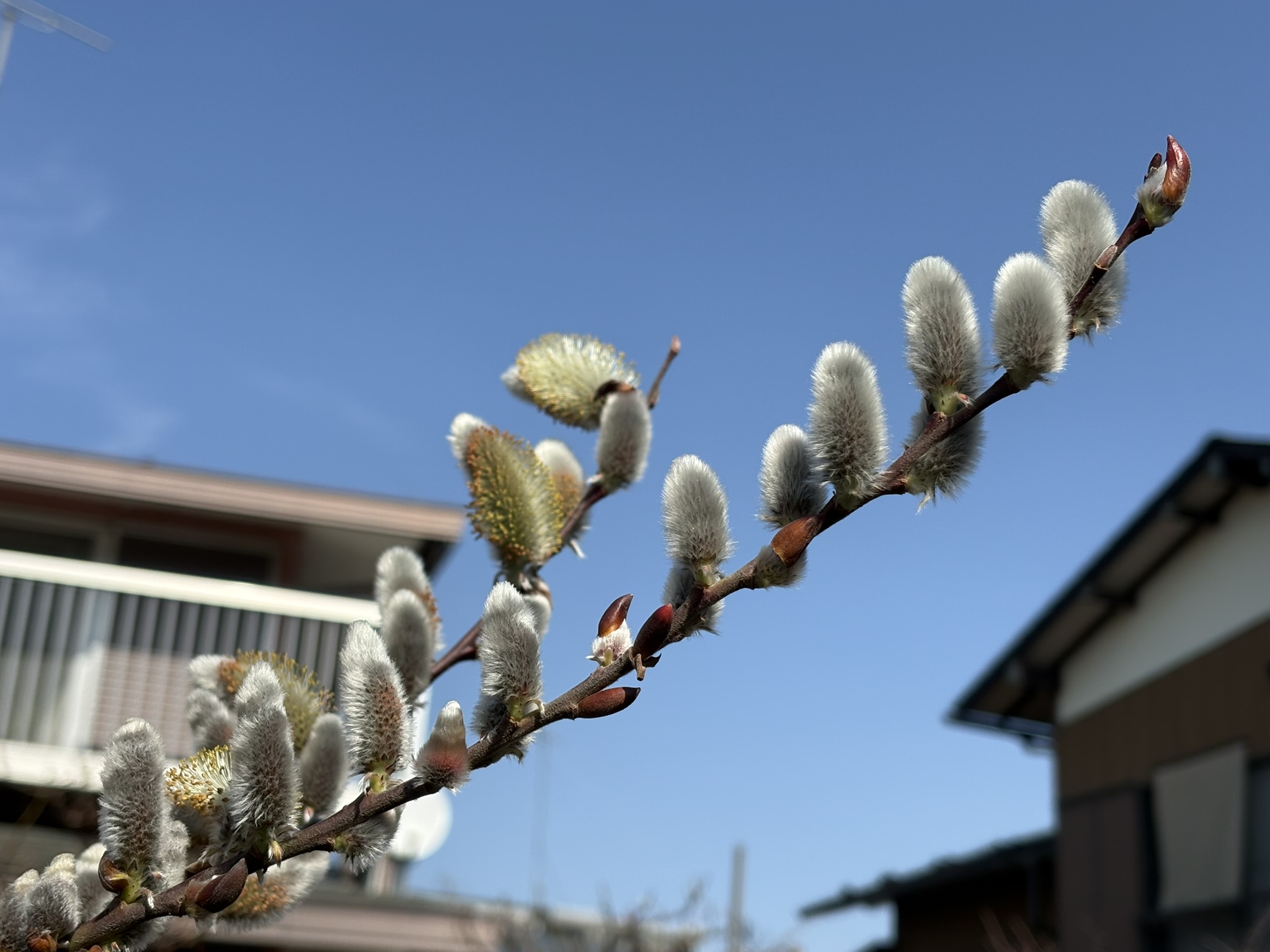 ネコヤナギの雄花 2026-03-09