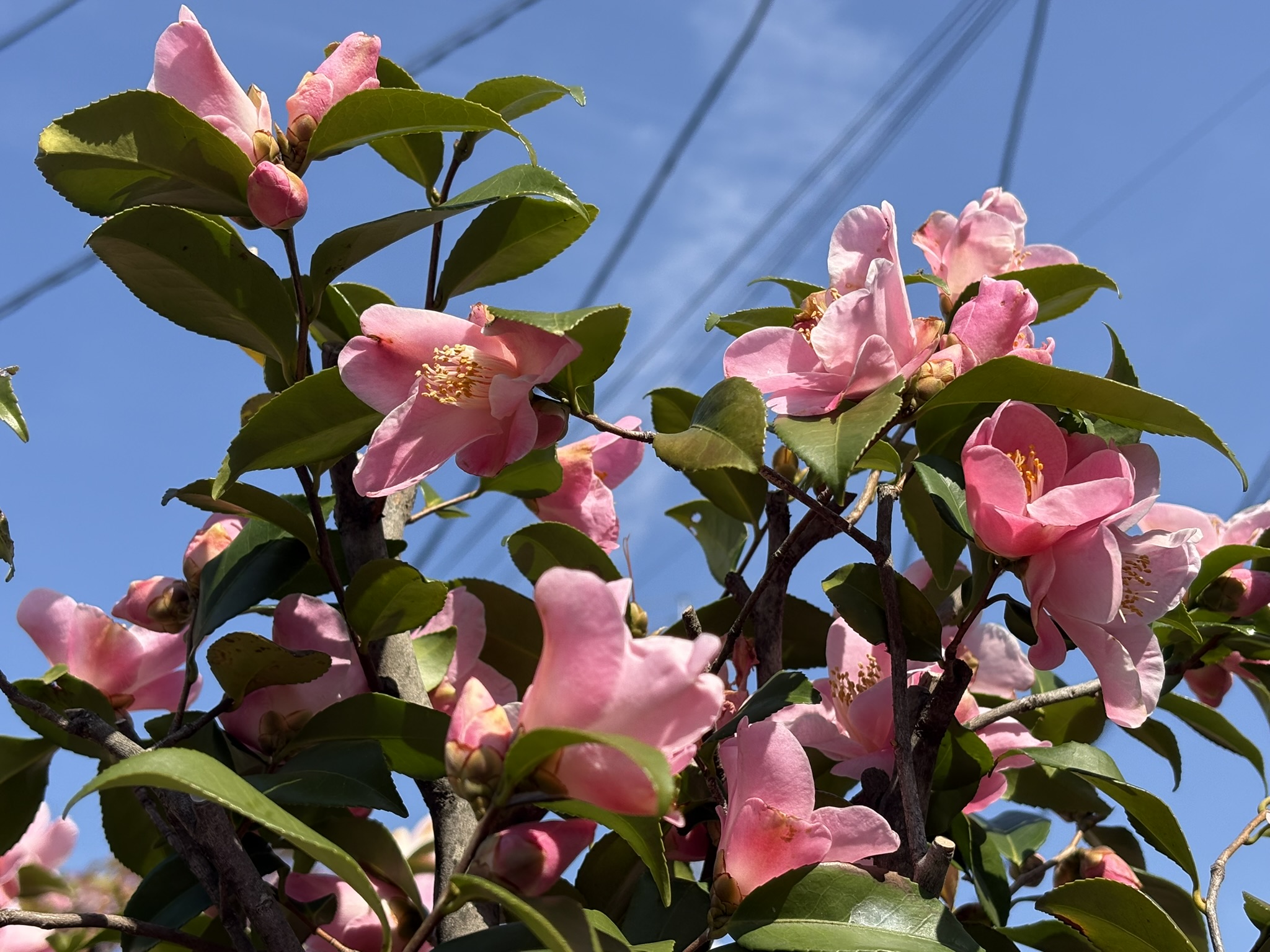 散り際も潔いニオイツバキ 2026-03-09