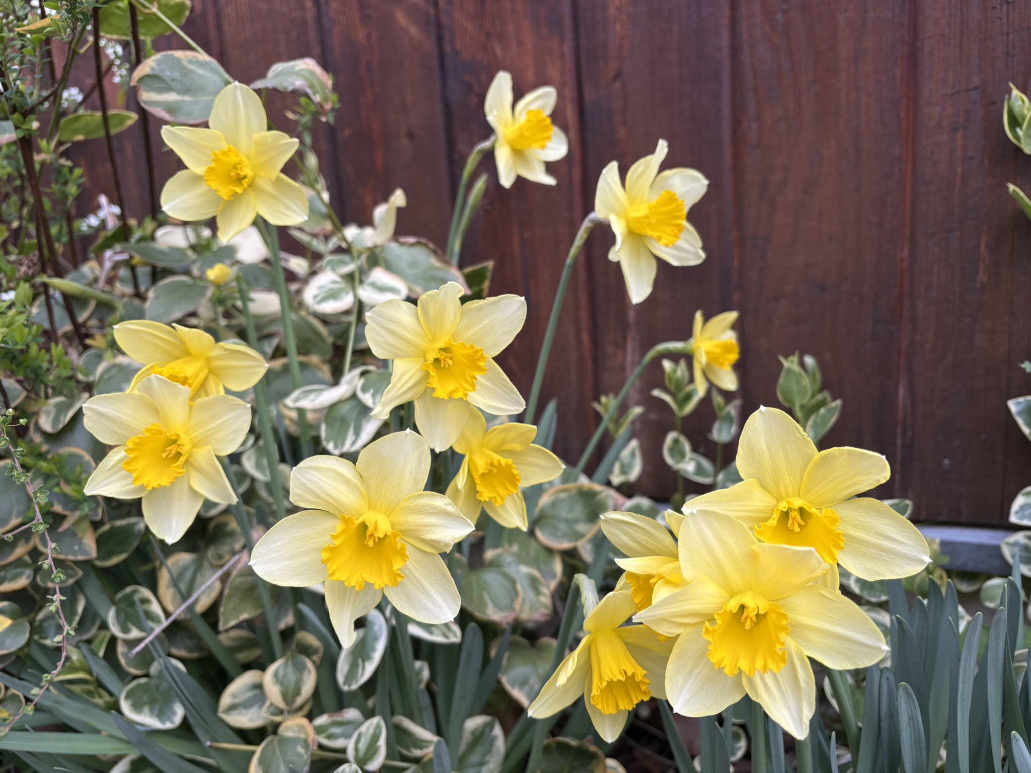 副花冠が長いからラッパズイセン 2026-03-09