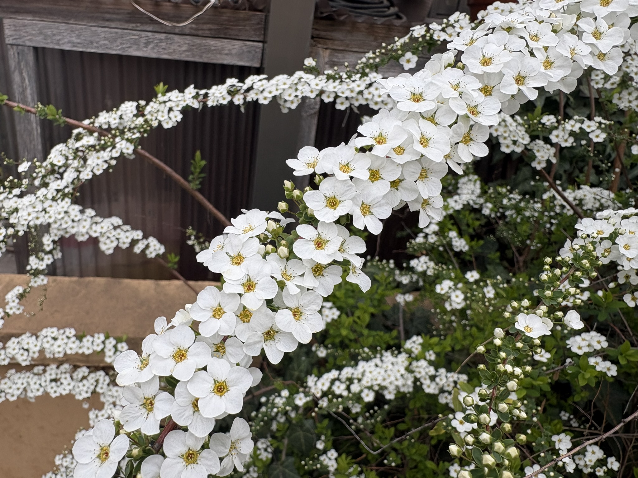 新雪をまとった様なユキヤナギ 2026-03-09