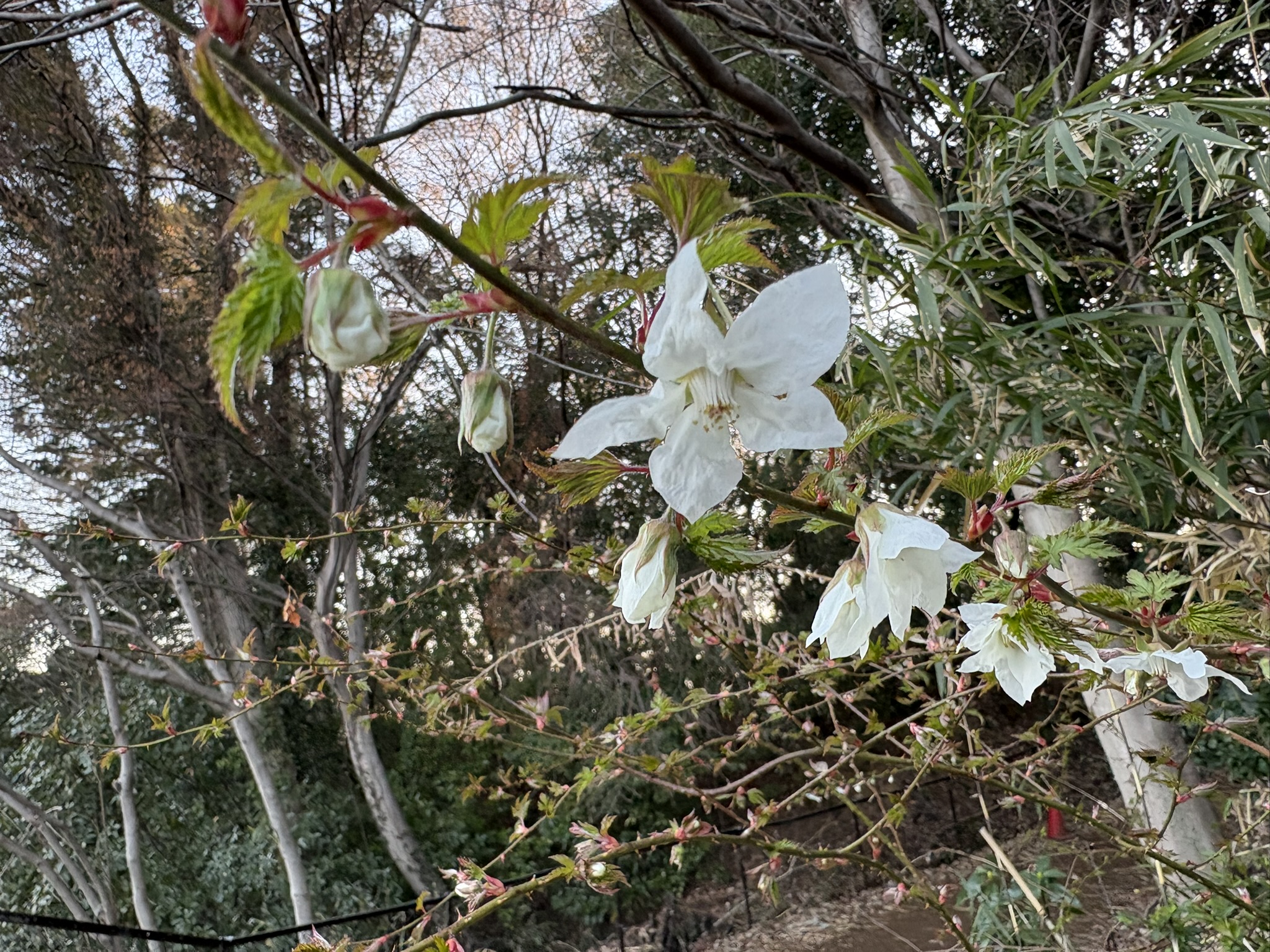 下向きに咲くモミジイチゴ 2026-03-15