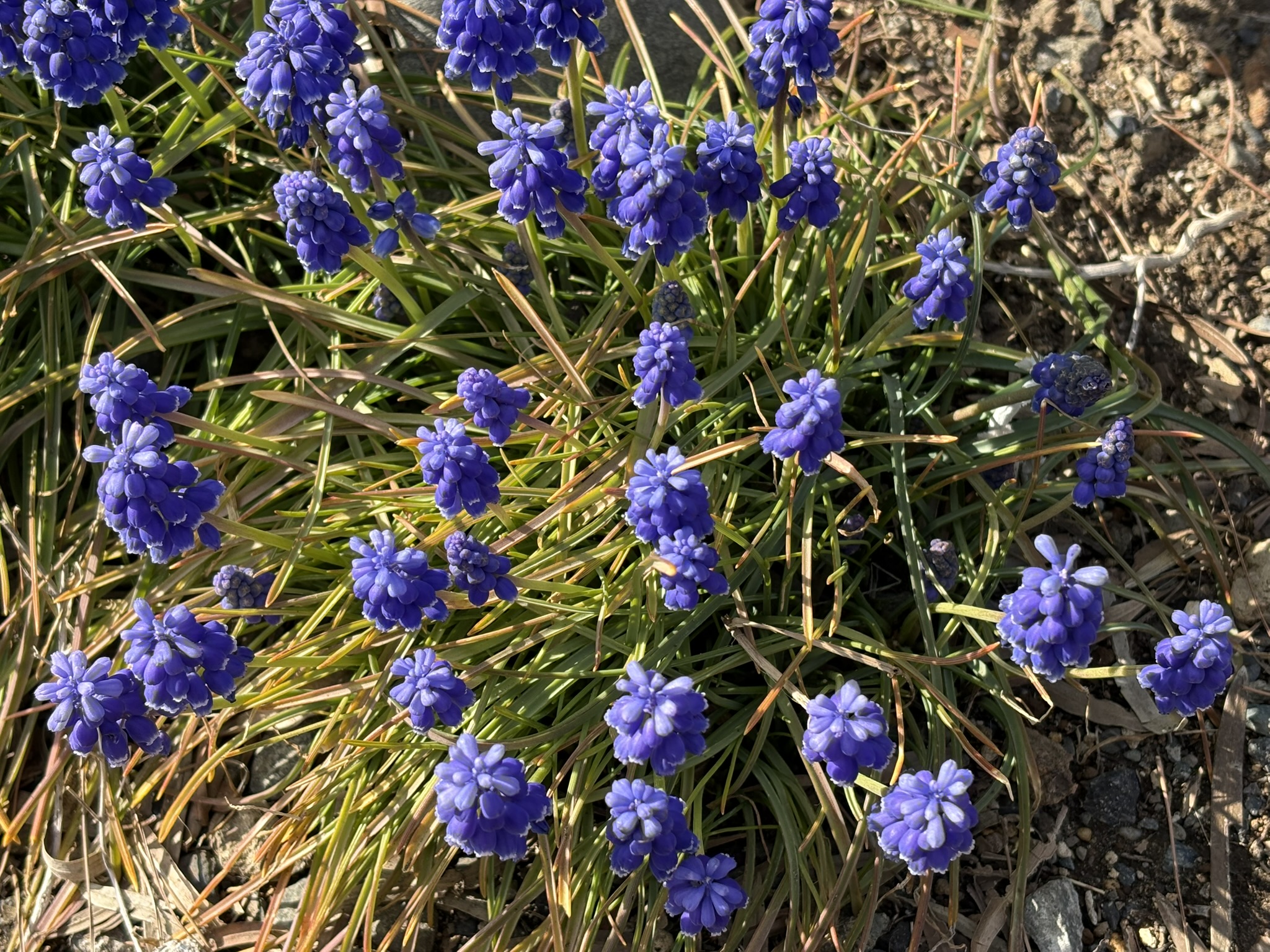 乾燥地帯出身 多肉のムスカリ 2026-03-16