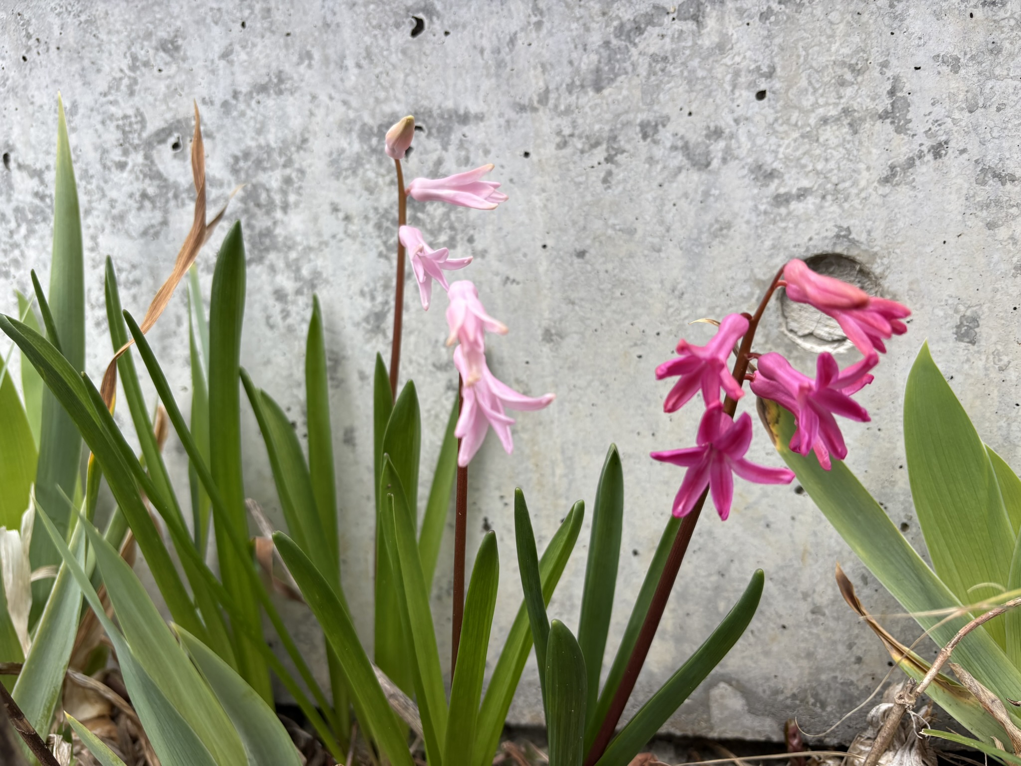 控えめに咲くローマンヒヤシンス 2026-03-17