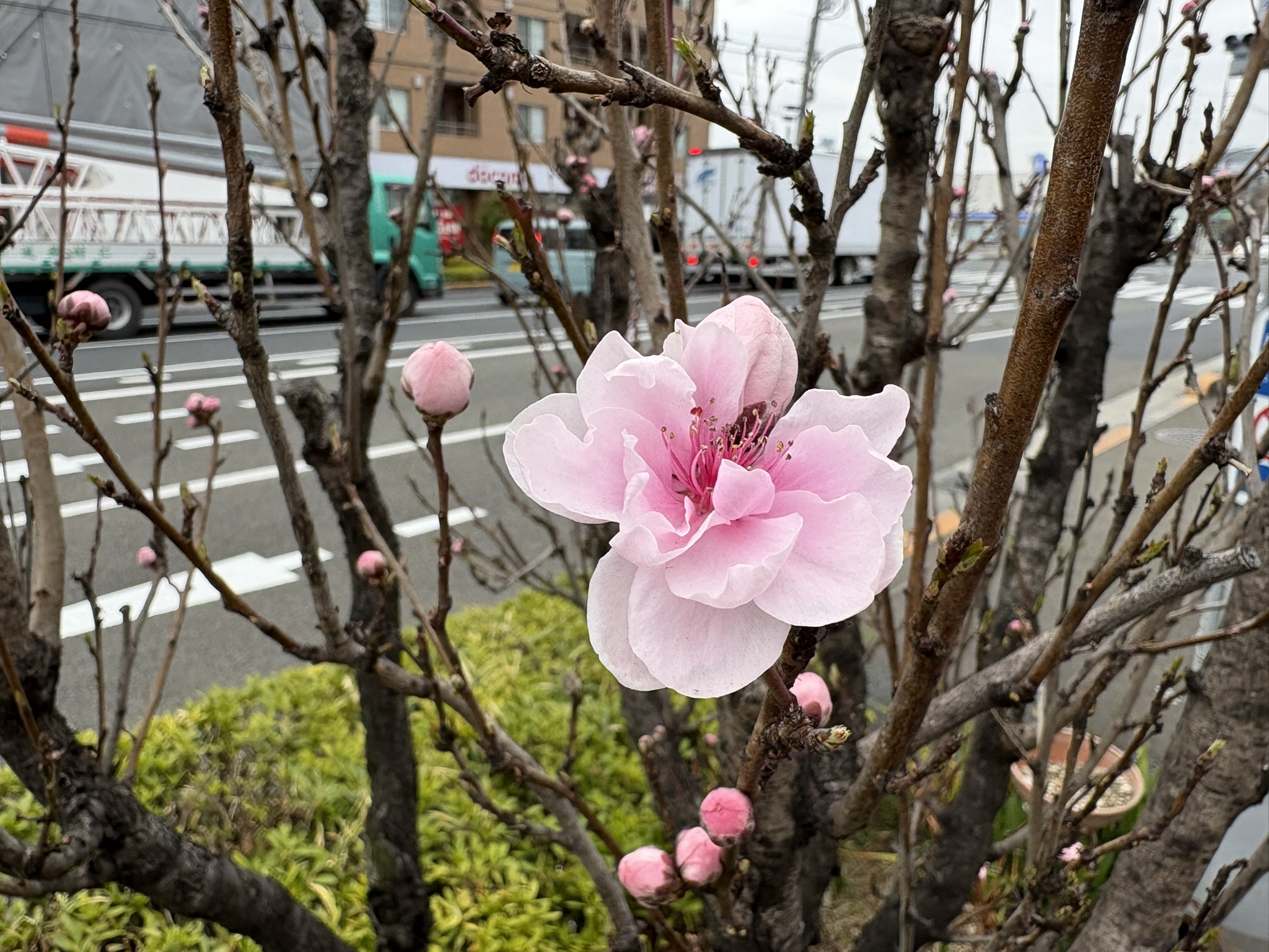 美しすぎる街路樹 ハナモモ 2026-03-17