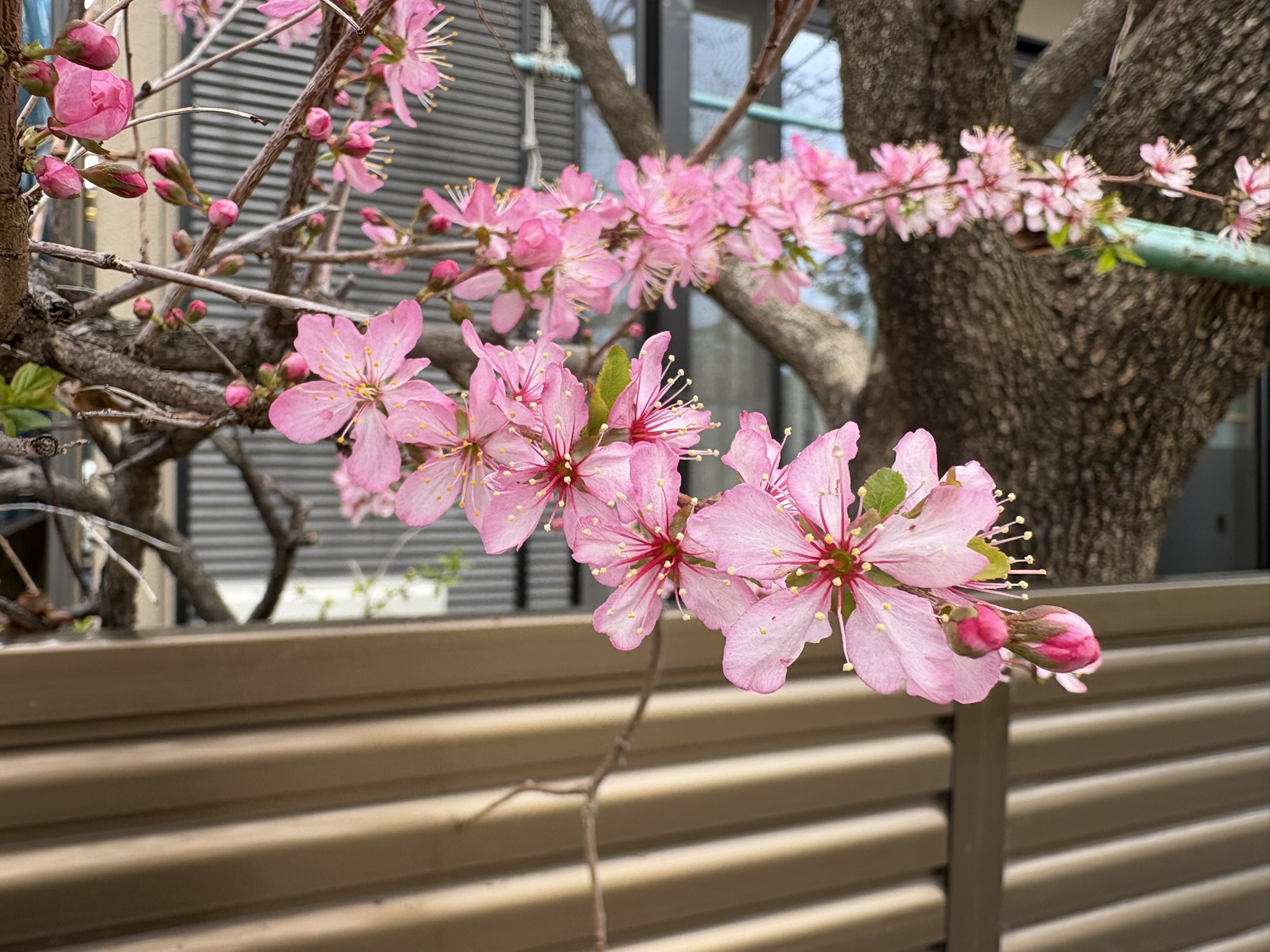 天真爛漫な印象のニワウメ 2026-03-17