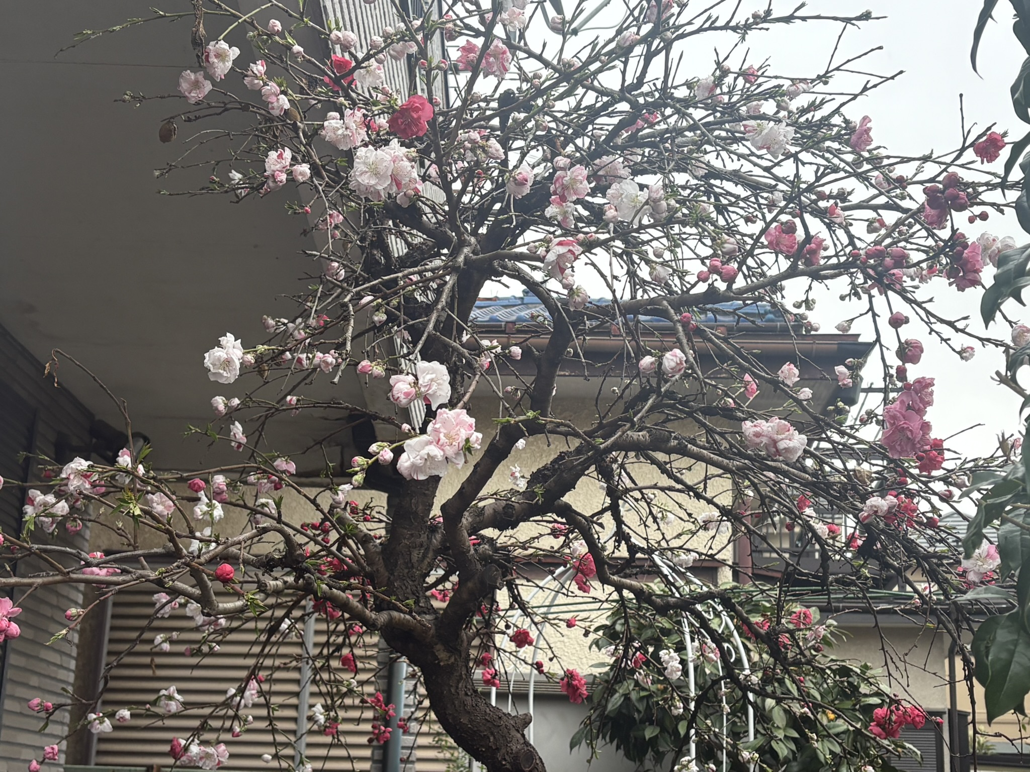 三色のバランスが美しいハナモモ 2026-03-20