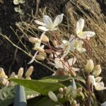 03-21kurematisuamandei