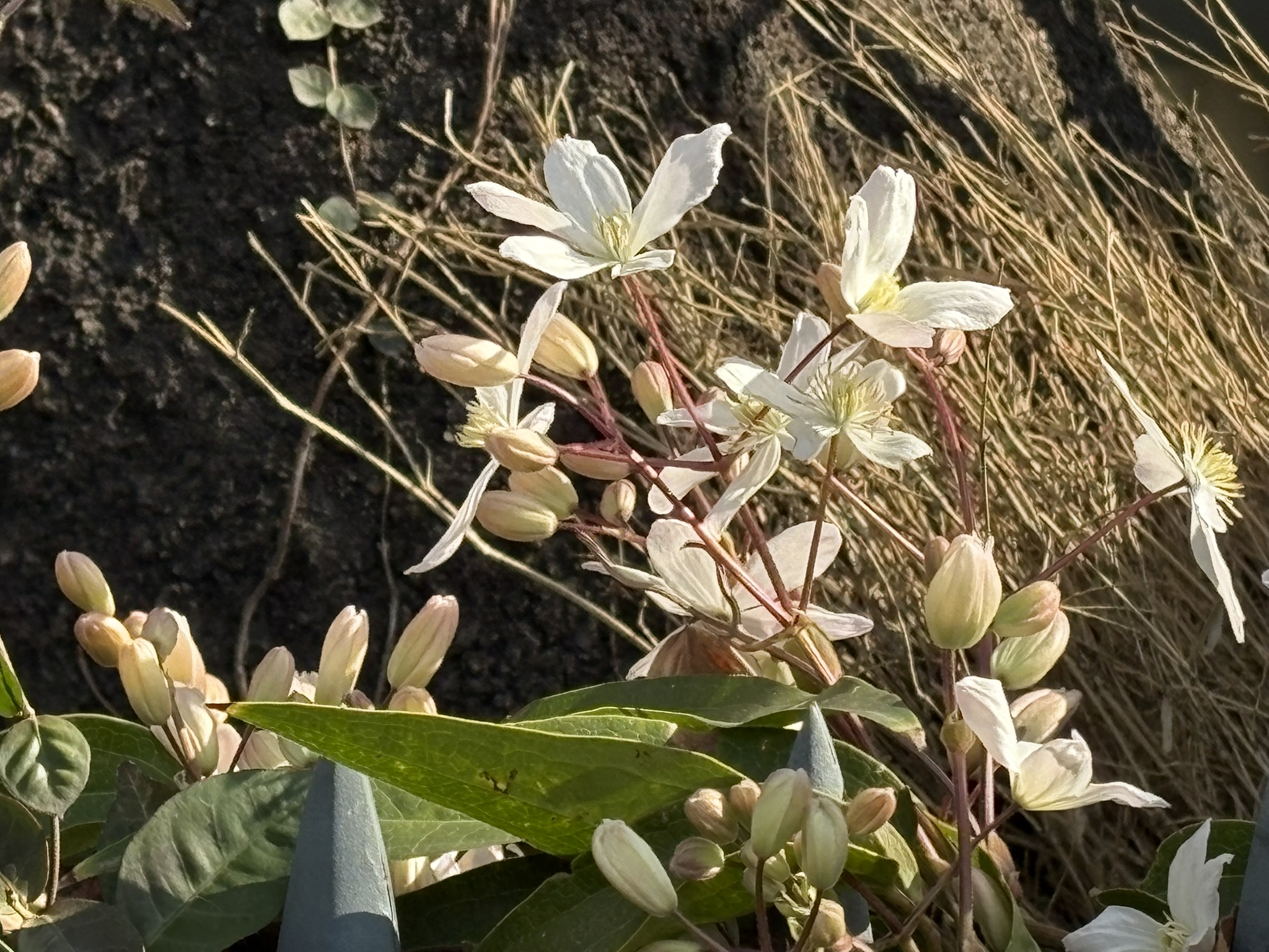 矢野口幼稚園のクレマチス・アーマンディ 2026-03-21