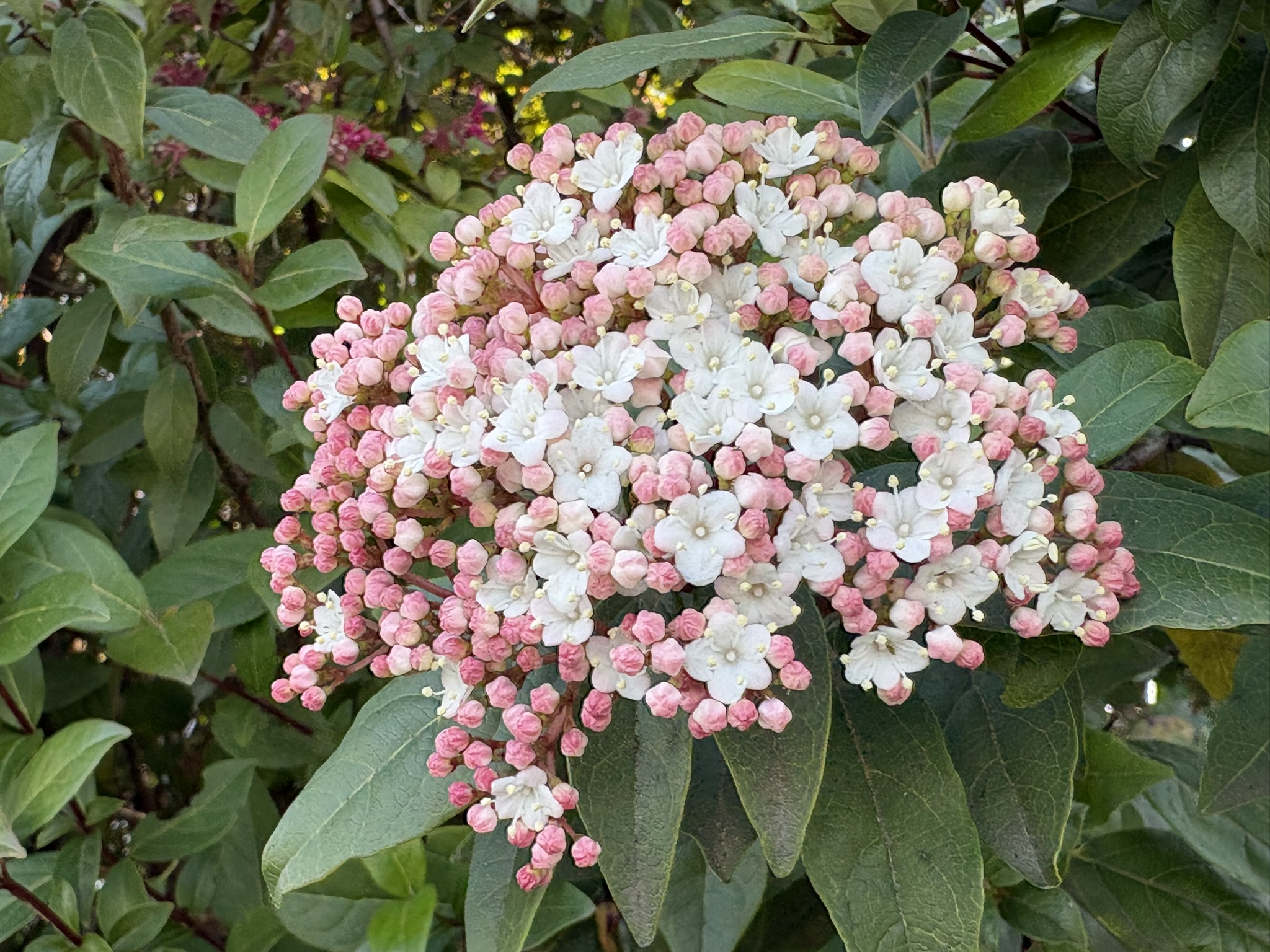 03-22bebanamutexinuzu