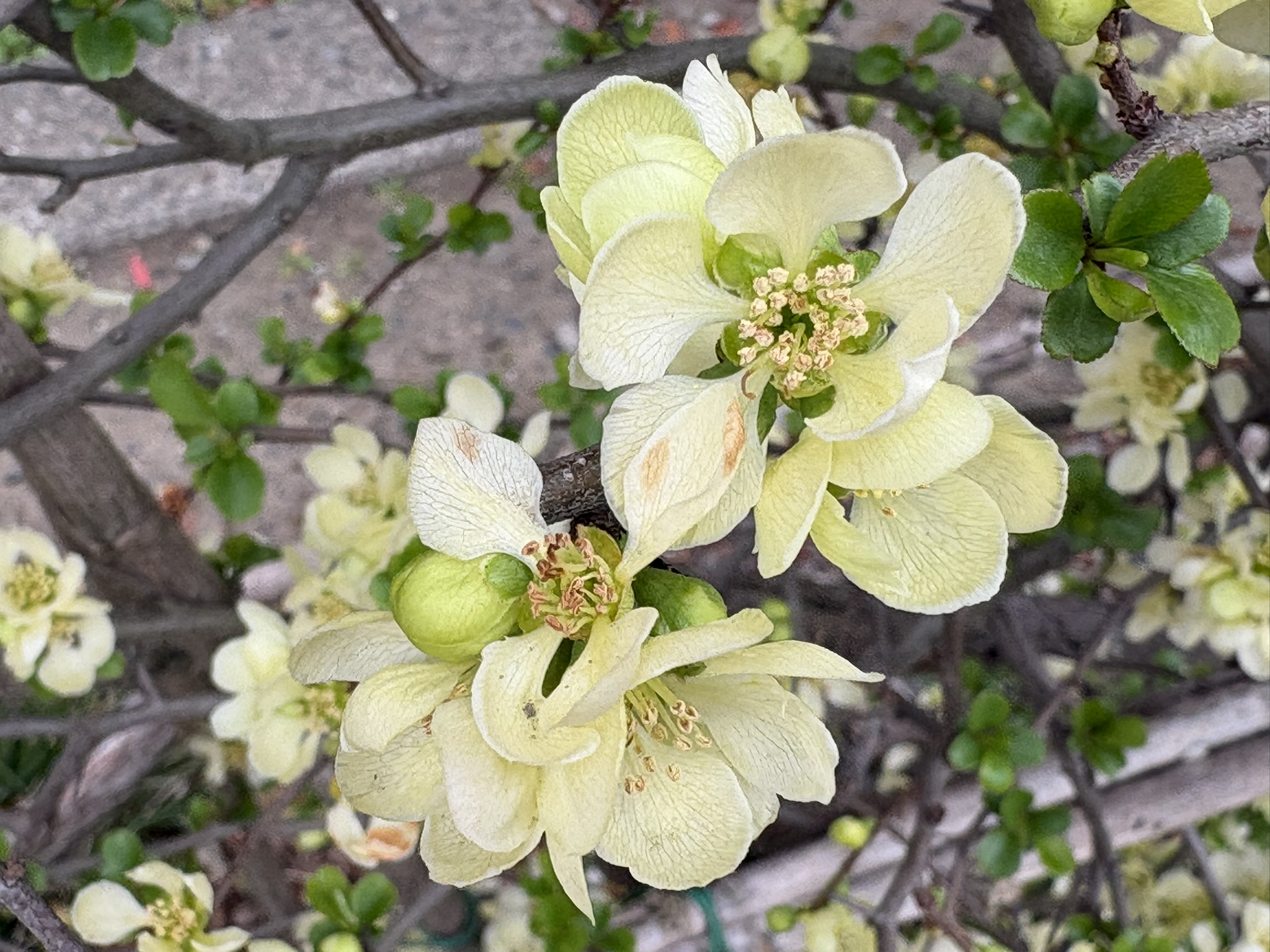 クリーム色の小さなボケ 2026-03-25