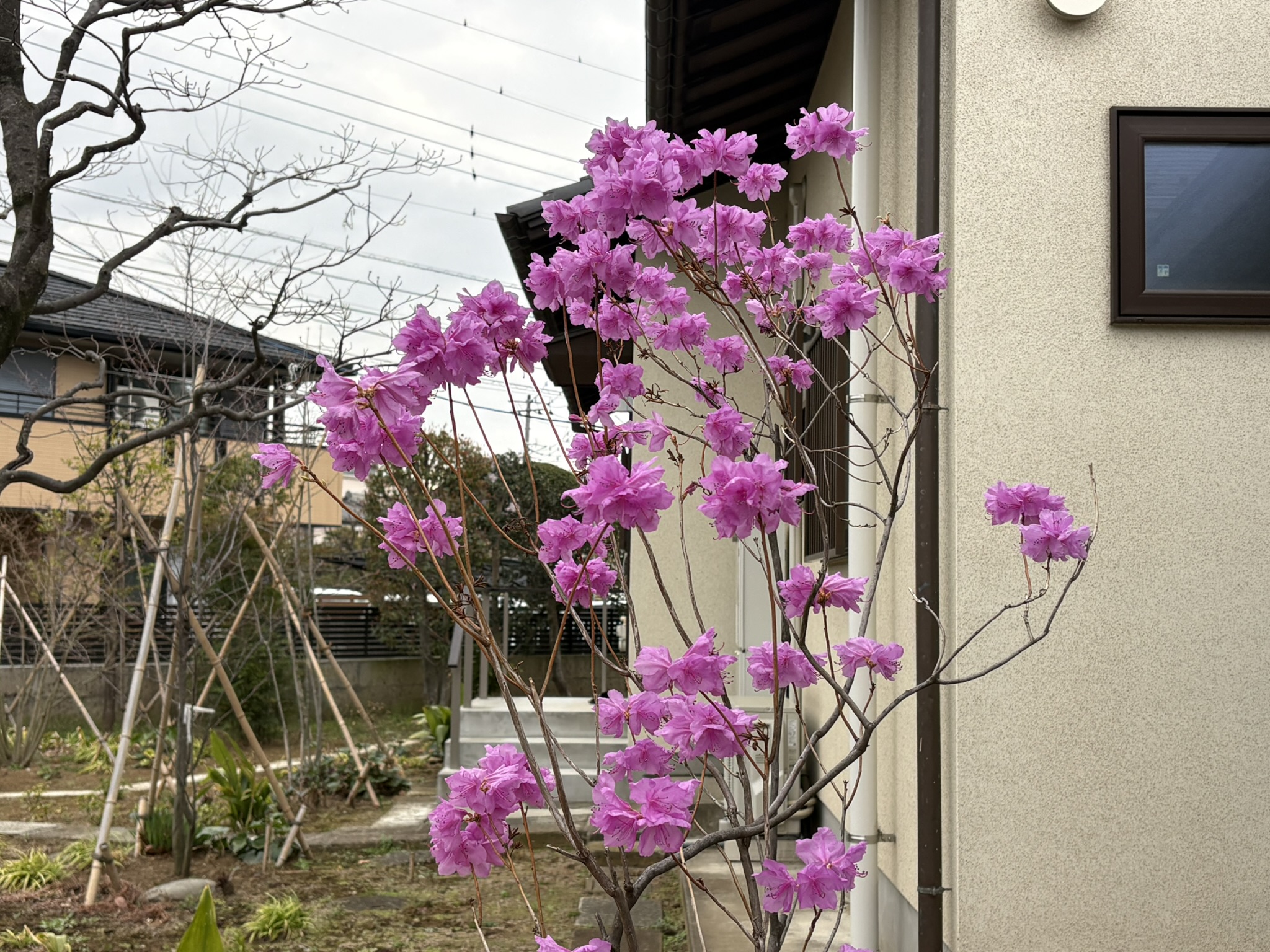 ツツジ科の先陣を斬るゲンカイツヅジ 2026-03-25