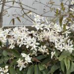 03-25kurematisuamandexi