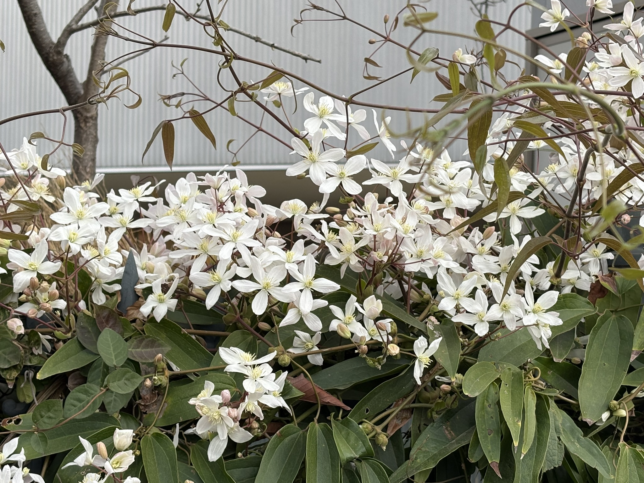 03-25kurematisuamandexi