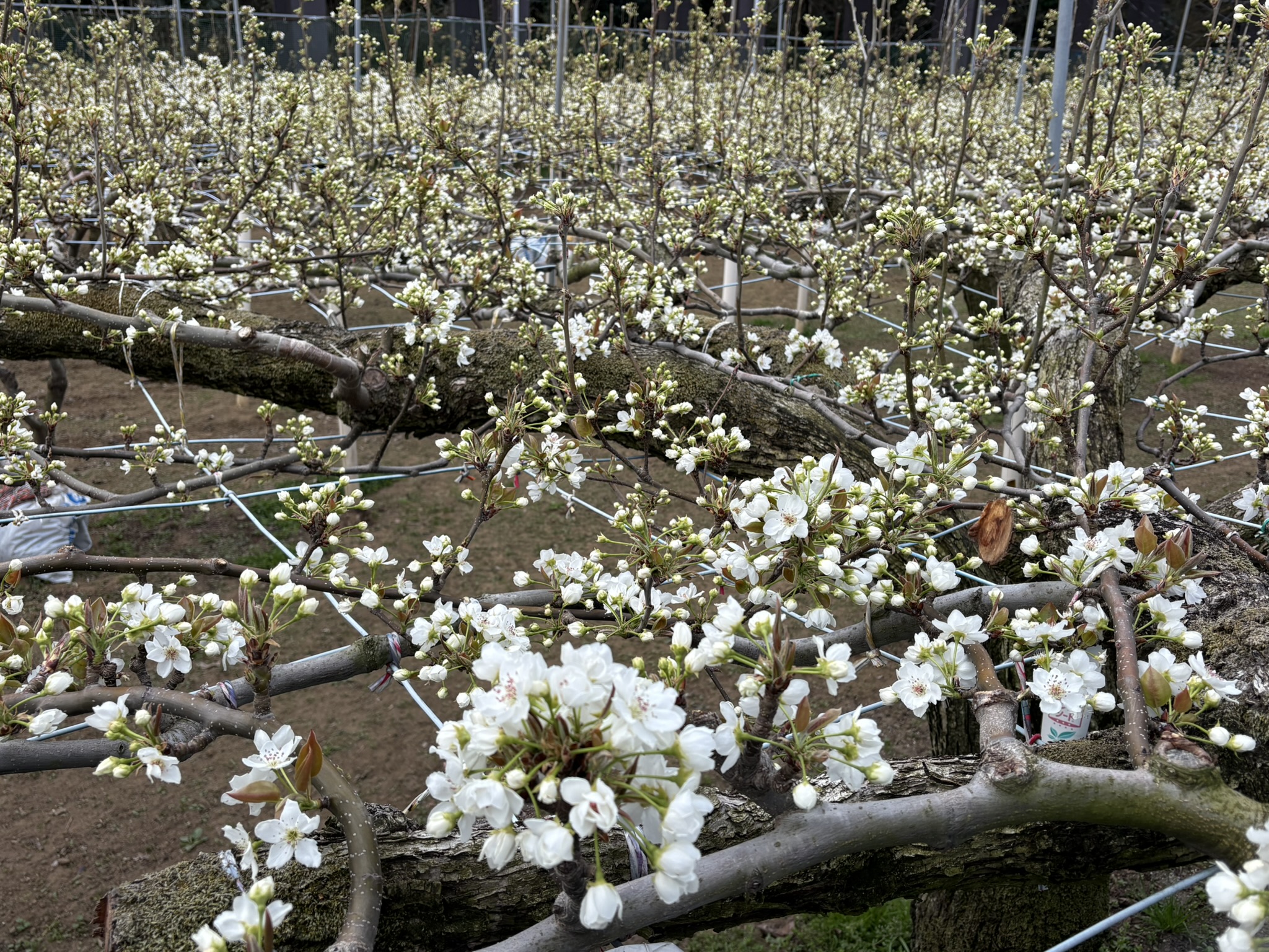 ナシの花の雲海 2026-03-25