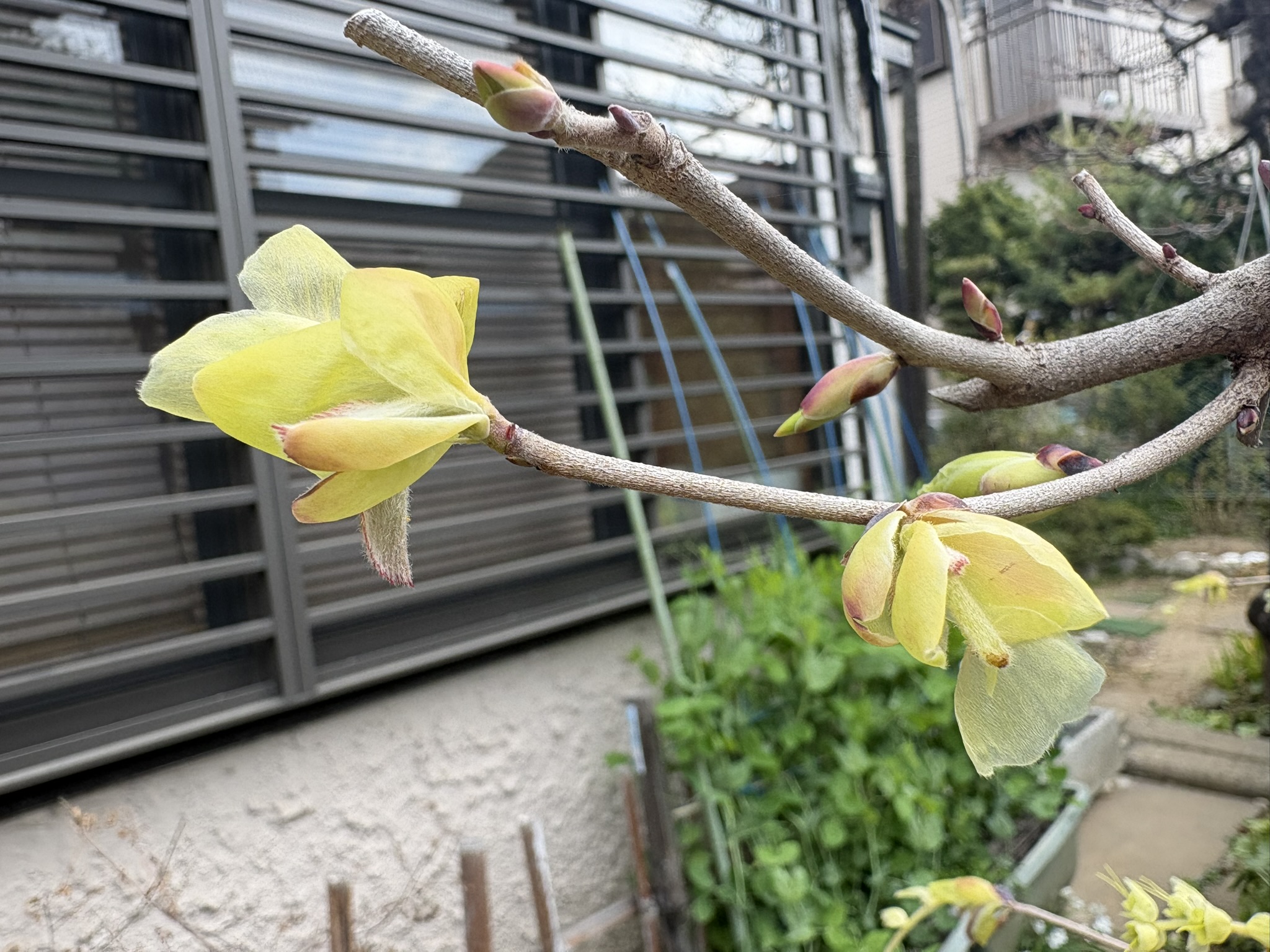 トサミズキも開花 2026-03-25