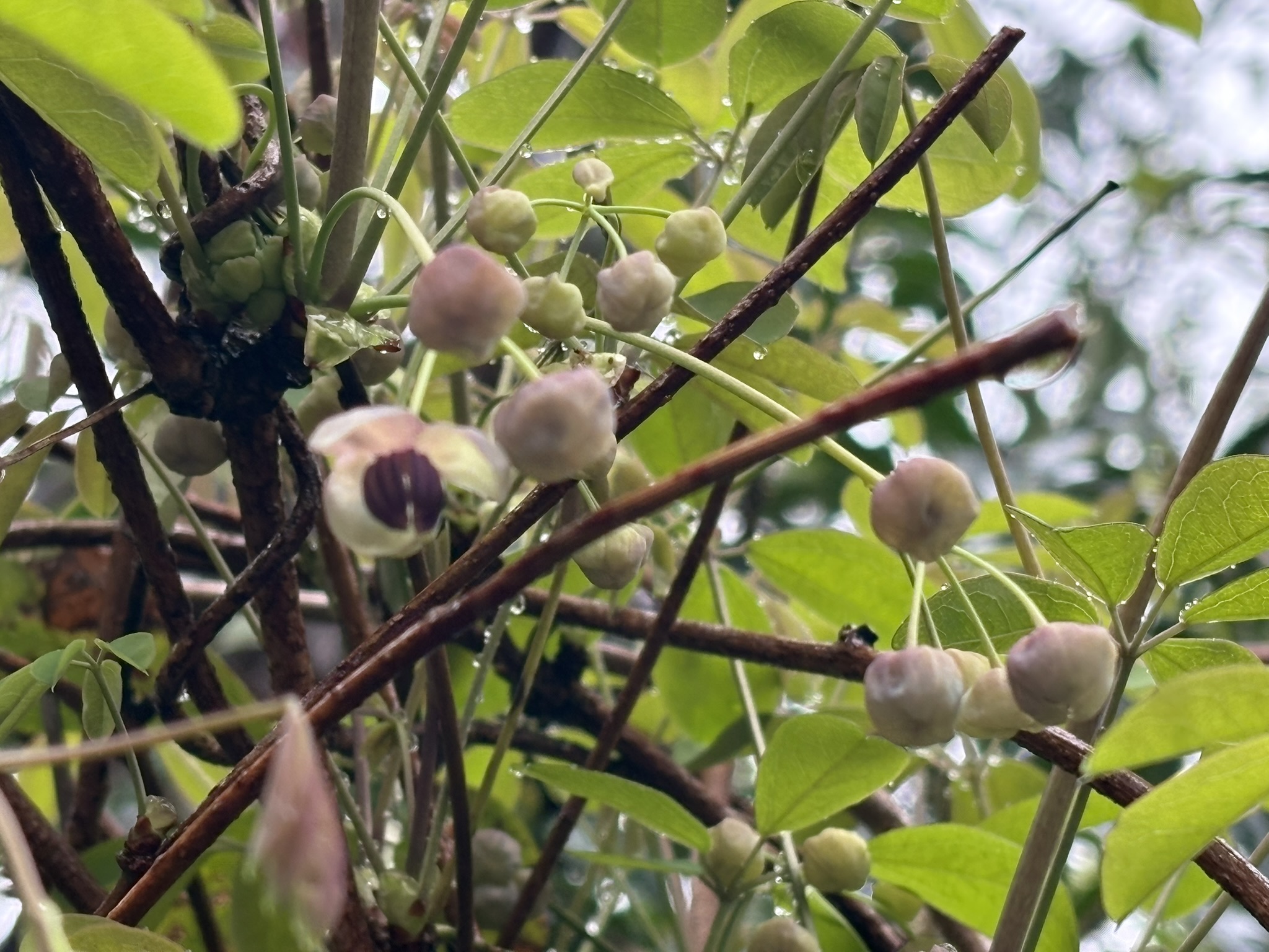 アケビの花 雌花？雄花？ 2026-03-26