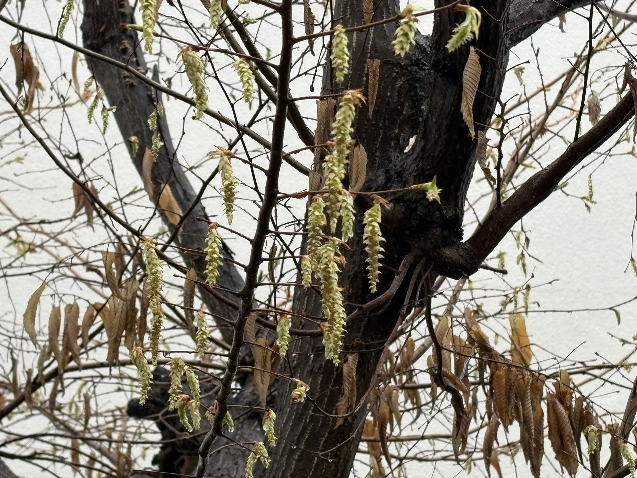 イヌシデの雄花 2026-03-26