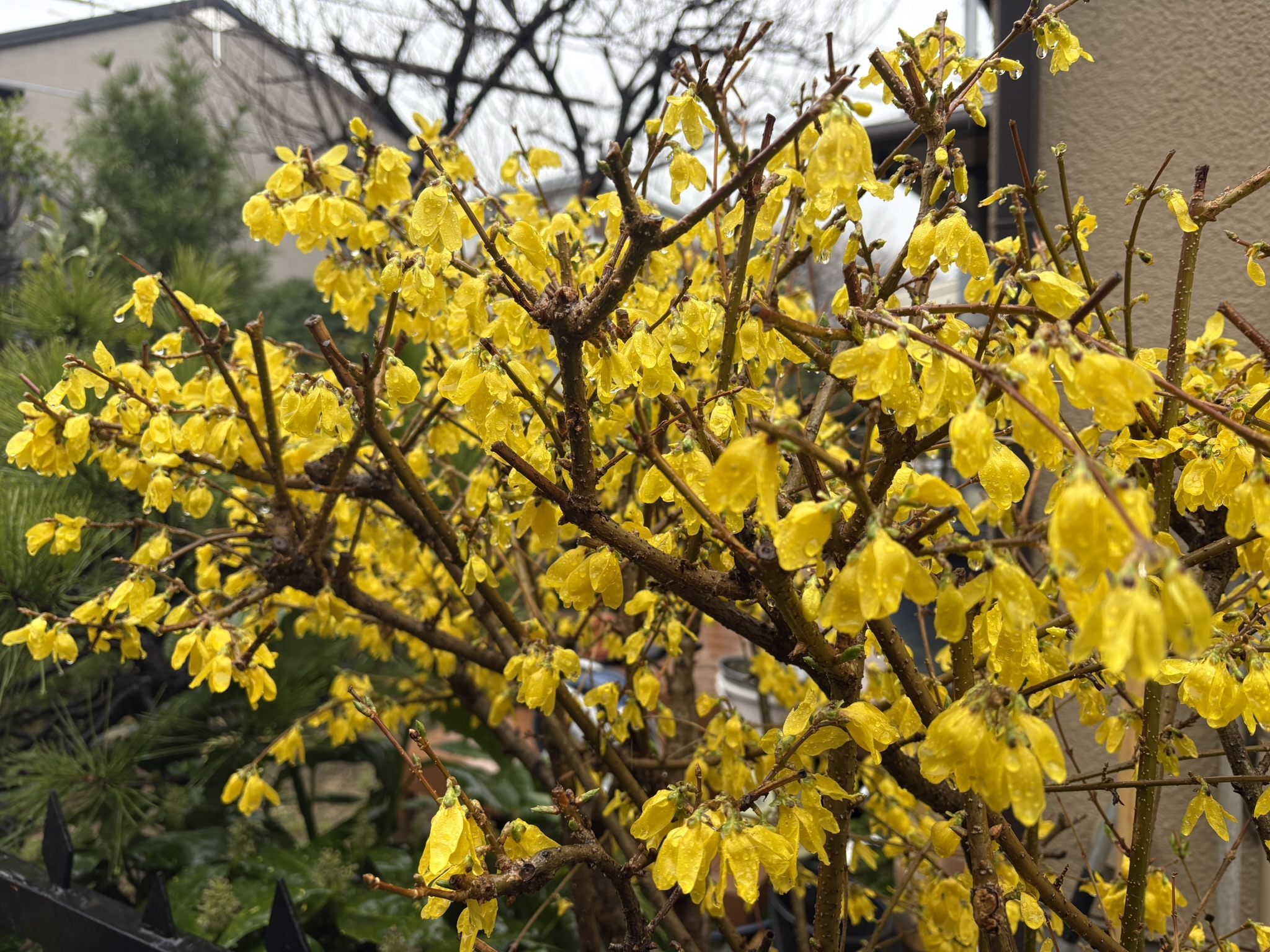 サクラと同じ時期に咲くレンギョウ 2026-03-26