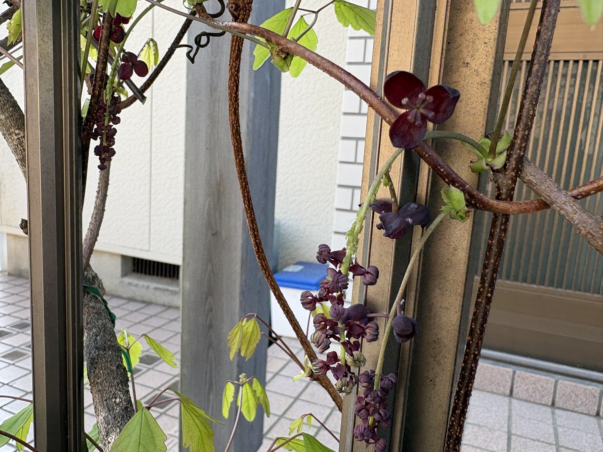 アケビの雌花と雄花 2026-03-27