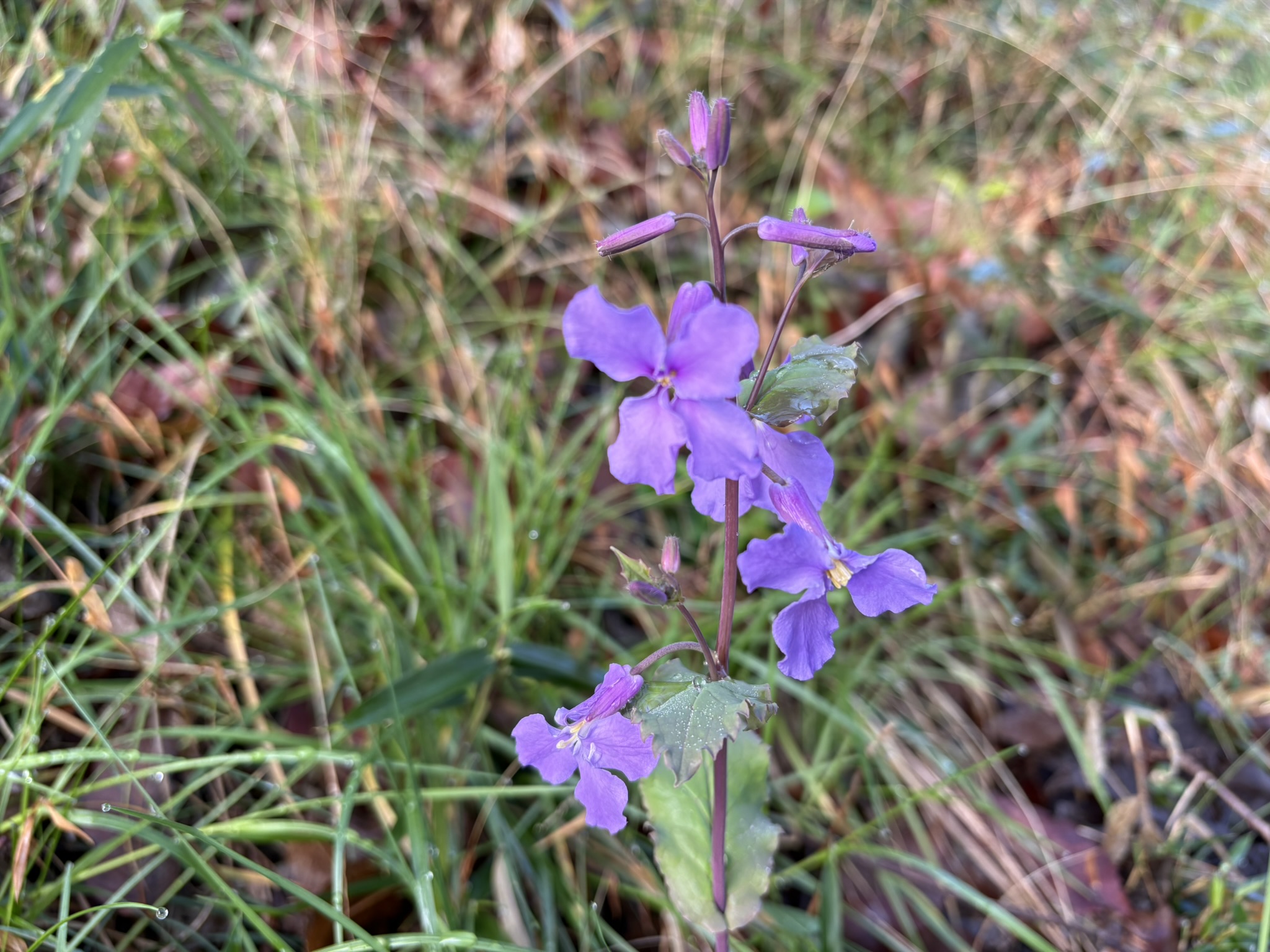ムラサキハナナ 又の名をハナダイコン 2026-03-27