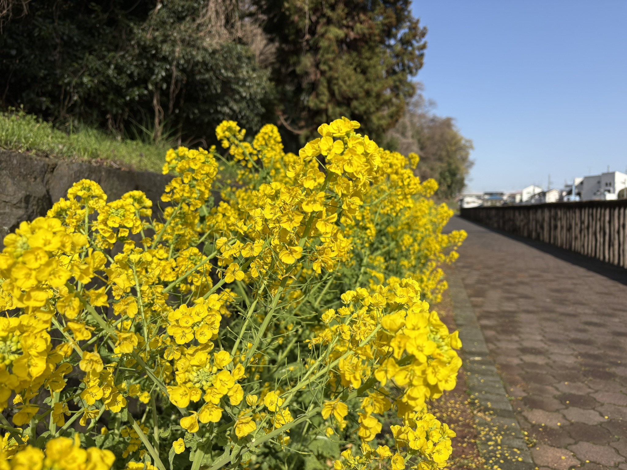 鮮やかな黄色と緑の帯 ナノハナ 2026-03-27