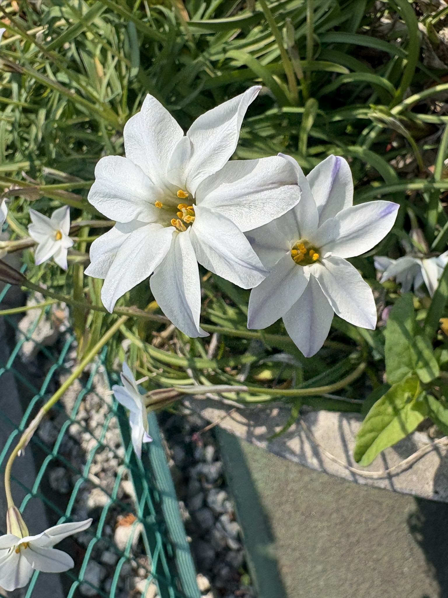 ラッキーアイテム？8枚花弁のハナニラ 2026-03-29