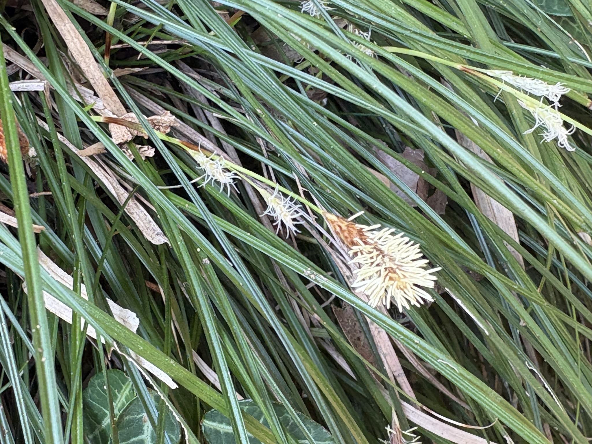 斜面の土留めをするヒメカンスゲ 2026-03-29