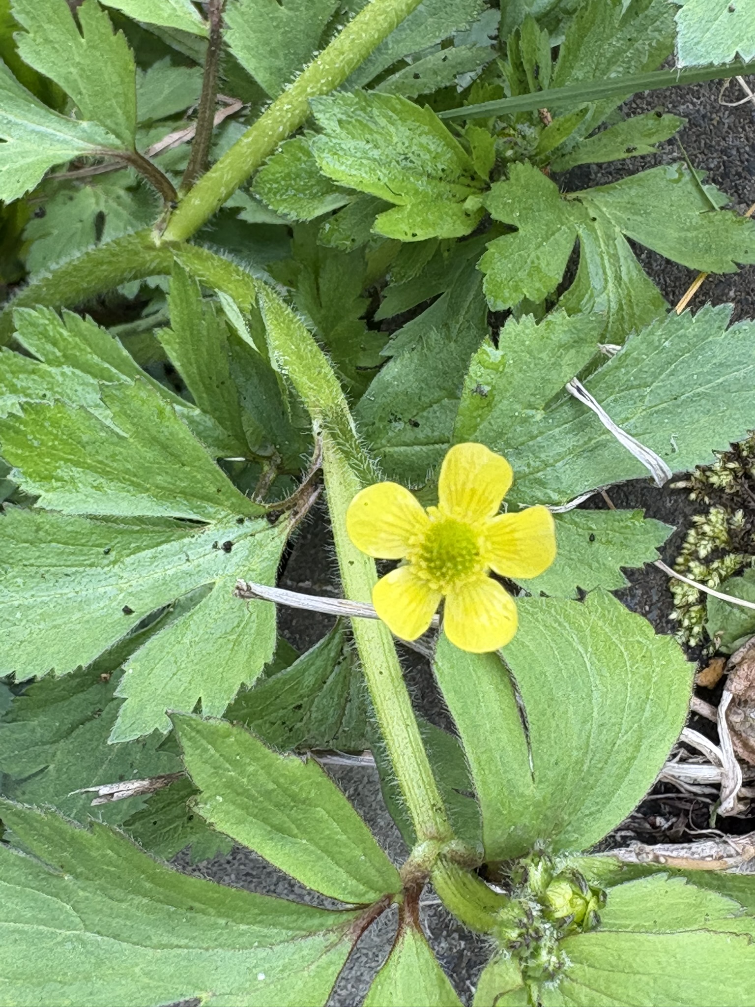 キツネノボタン去年よりも3週間早く発見 2026-03-29