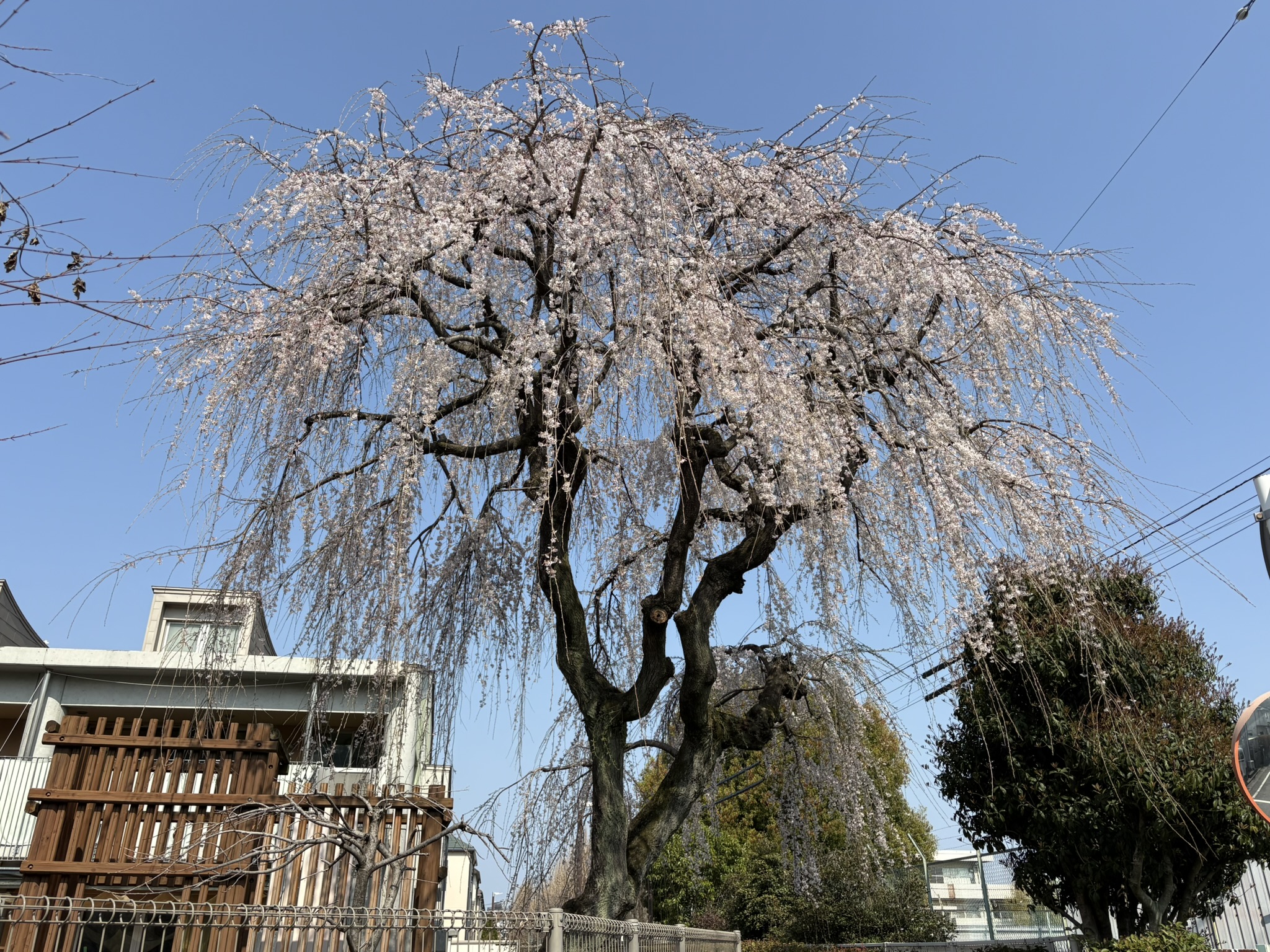 松葉保育園シダレザクラの名木 2026-03-29