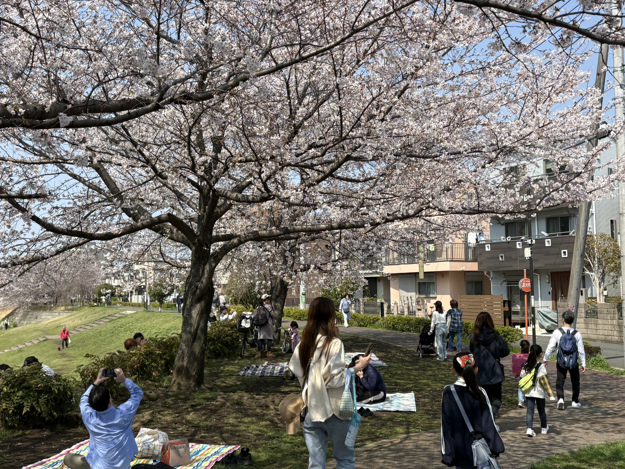 今年はタイミングばっちり「桜・梨の花まつり」2026-03-29