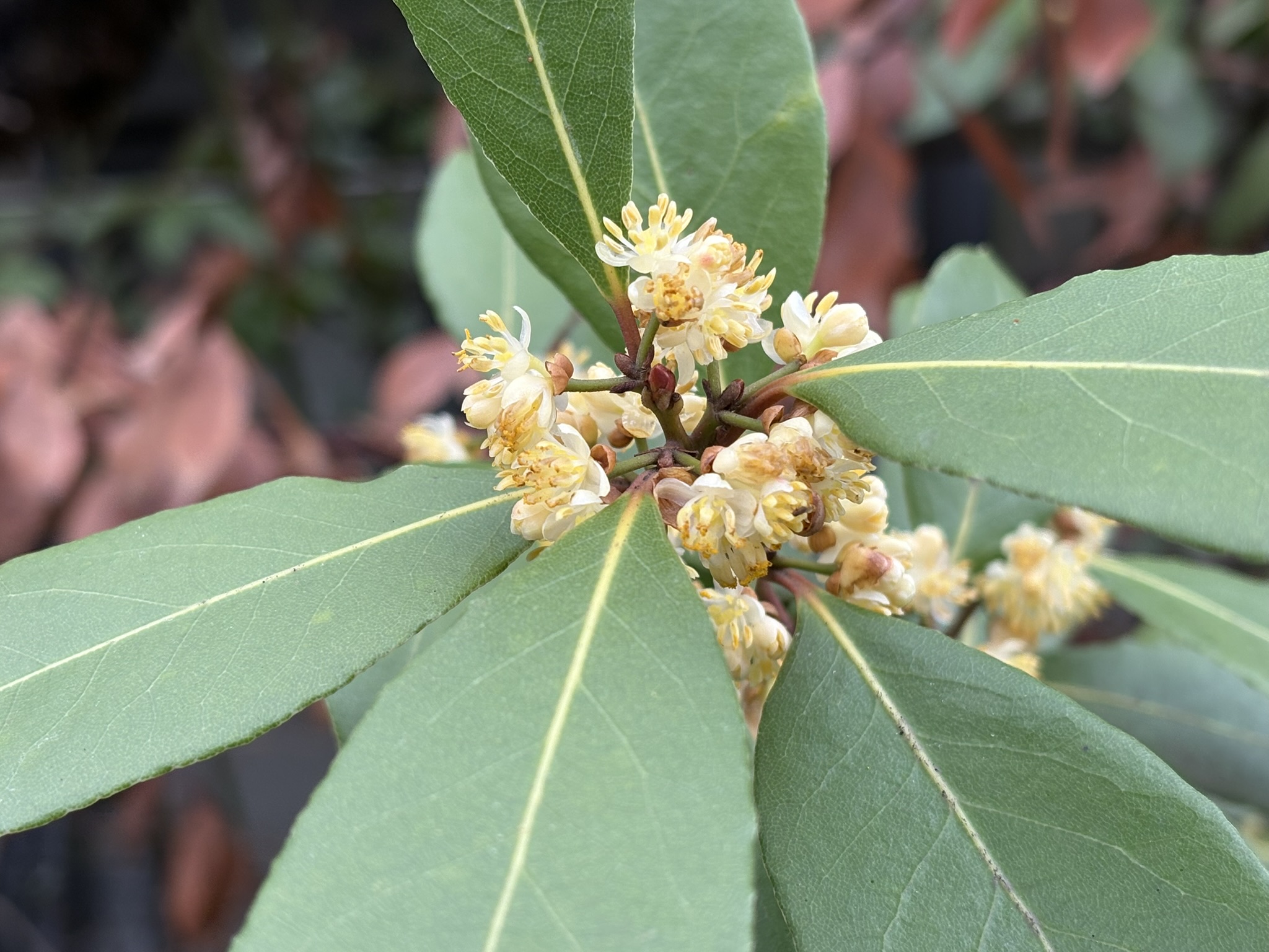 海辺に育つのでハマビワ 2026-04-01